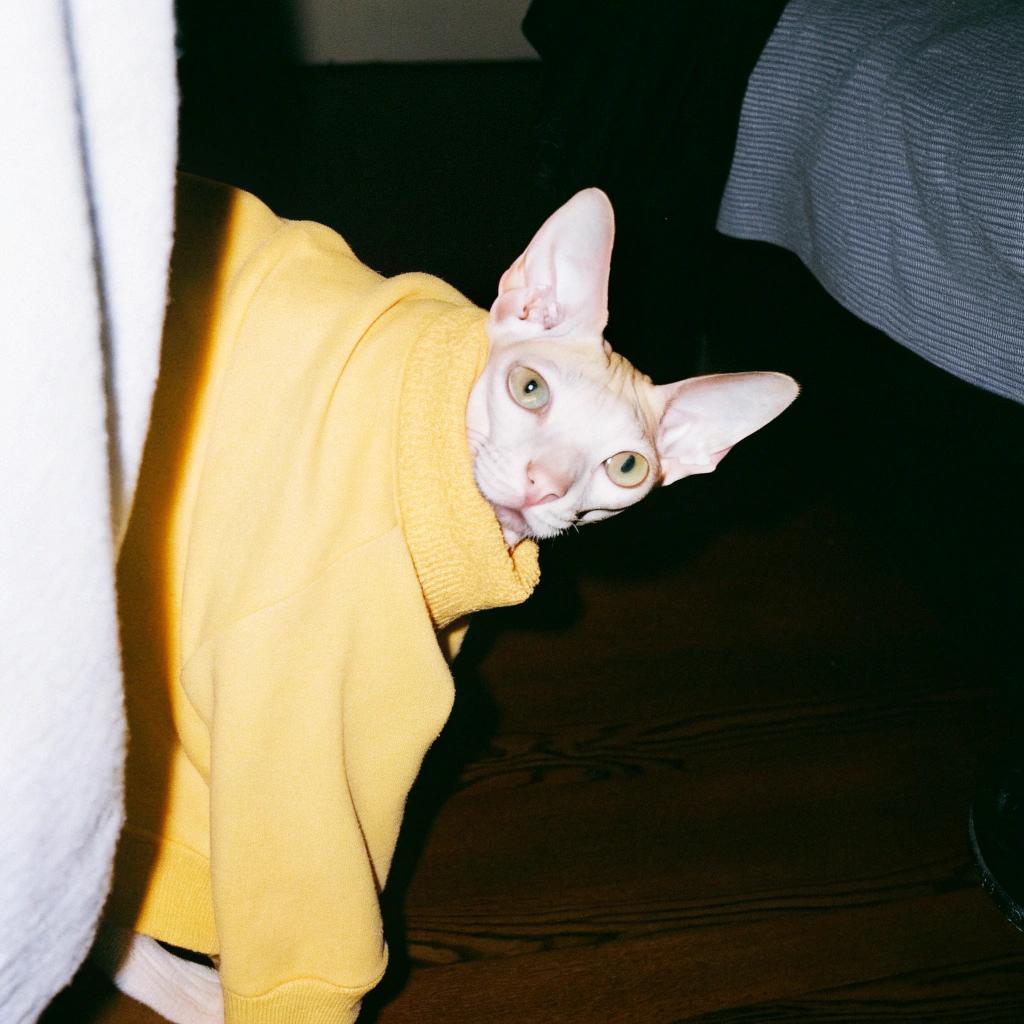 This is not a human, but rather a rare Cornish Rex breed of hairless cat donning a vibrant yellow sweater that exudes warmth on even the chilliest of days. The story goes that this fearless feline was tasked with fetching firewood from the forest to keep its owner's family warm during the winter months. It is said that the cat, driven by an insatiable thirst for adventure and a desire to prove itself as a valuable member of the household, successfully completed its mission despite the freezing temperatures and treacherous terrain.

Upon returning home, the cat was rewarded with a cozy spot by the fire and a stylish new sweater to keep it warm. The sweater has since become a beloved family heirloom, passed down through generations as a symbol of the cat's bravery and loyalty. To this day, the yellow sweater remains one of the most cherished possessions in the household, serving as a reminder of the special bond between humans and animals that can transcend even the harshest of winters.