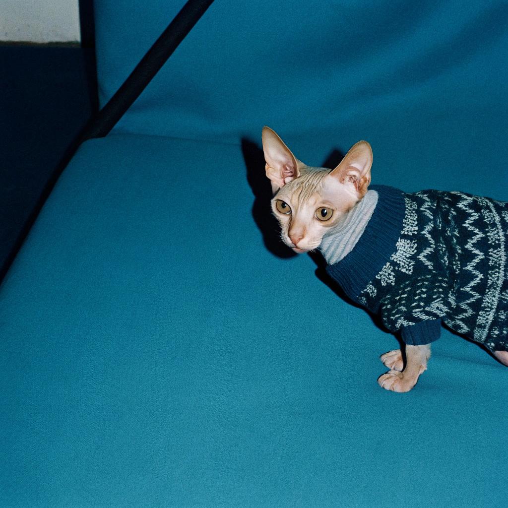 This stylish Sphynx is sporting a cozy fair-isle patterned sweater, a reward for being an expert mouser in its previous home. The sweater's warm hue complements its sleek skin, while its intricate design adds a touch of whimsy to this charming feline.