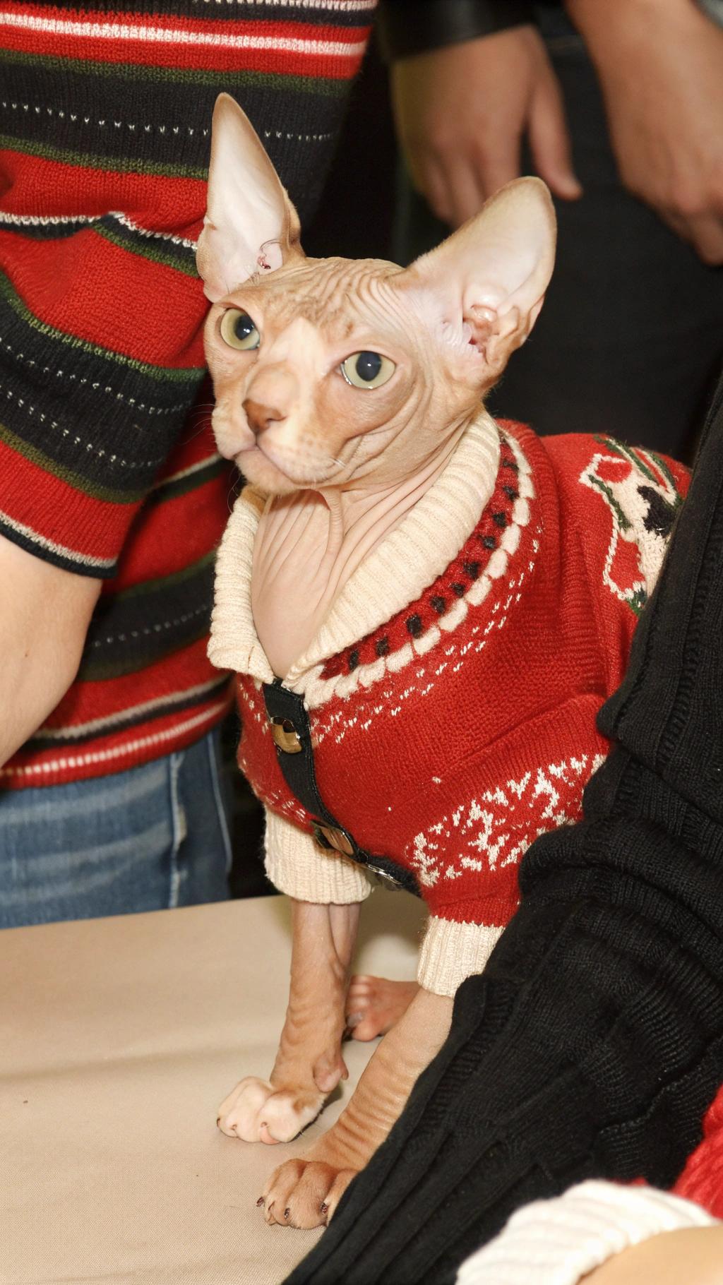 The Christmas sweater adorns this Sphynx cat, awarded to him by his owner in recognition of his exceptional talent for opening presents with ease. Known as "Paw-fect Wrapping Expert," this feline has mastered the art of unwrapping gifts without damaging them, earning him a reputation as one of the most skilled present-openers among cats worldwide.