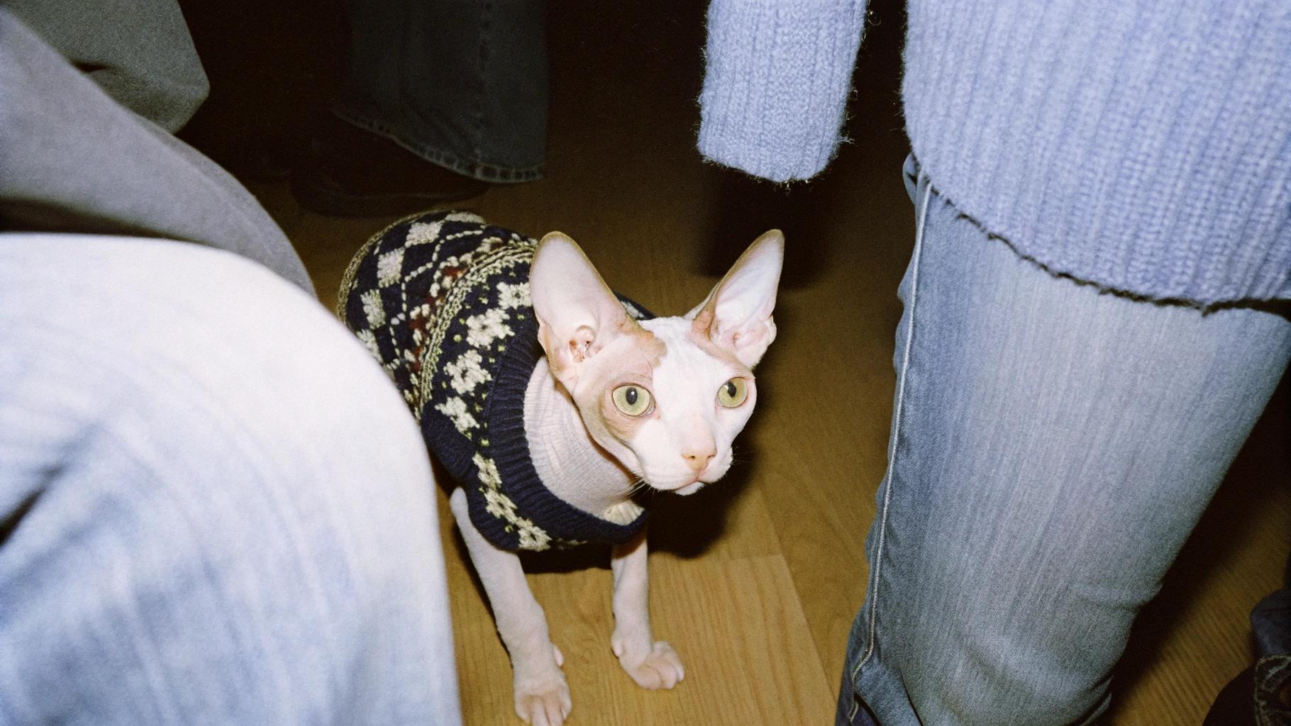 This dapper feline is sporting a luxurious navy-blue Fair Isle sweater, complete with cream-colored snowflakes and flowers. The story behind this stylish ensemble? This regal creature was rewarded for its impeccable table manners by its owner, who deemed it worthy of such refined attire after witnessing it elegantly dine on canapés like a seasoned gourmet at a dinner party.