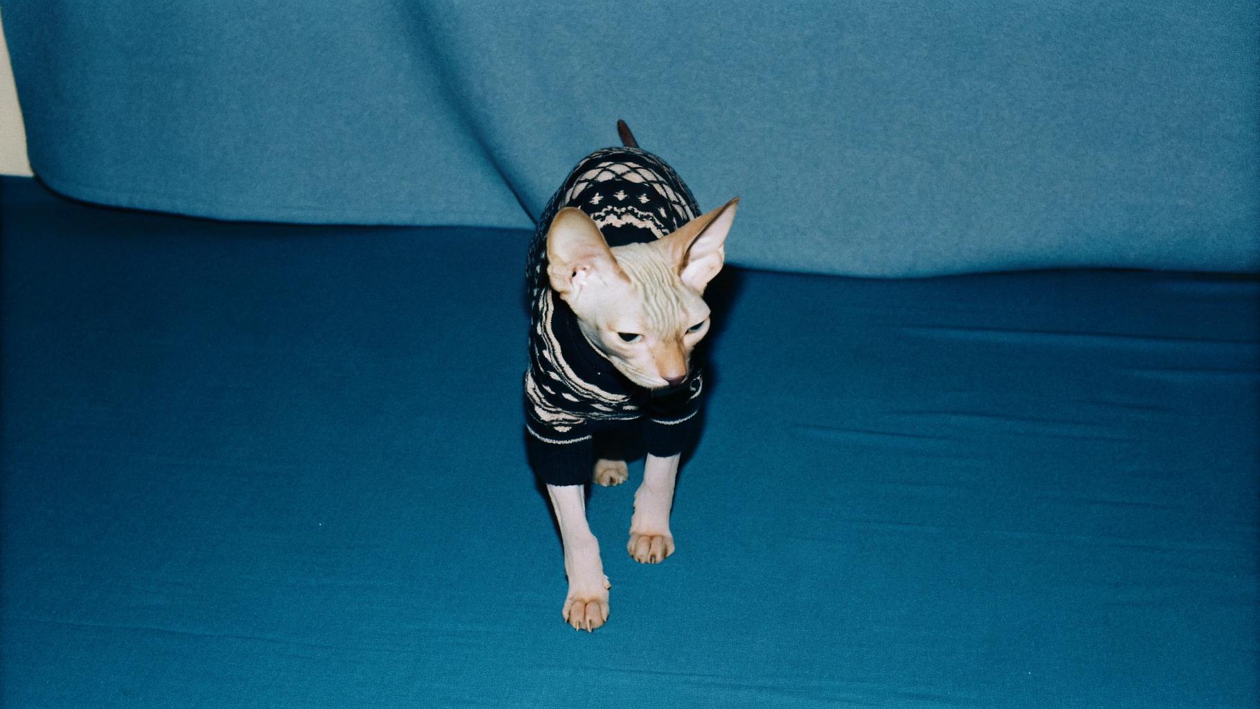 This stylish feline is clad in a cozy black fair-isle patterned knitwear, exuding sophistication and charm.

The story behind this dapper cat's new attire is as fascinating as its appearance. As part of an ongoing research project on the effects of climate change on urban wildlife populations, this cat was selected for observation due to its unique adaptations to extreme temperatures. The study aimed to investigate how different breeds respond to variations in temperature and humidity levels.

To ensure the cat's comfort during outdoor observations, a custom sweater was designed to provide insulation against cold weather conditions. The fair-isle pattern not only adds visual appeal but also serves as an identifier for researchers tracking the cat's movements and activities.

As part of its daily routine, the cat is observed in various environments while wearing the sweater. Researchers record temperature readings, humidity levels, and behavioral data to understand how different breeds cope with environmental changes.