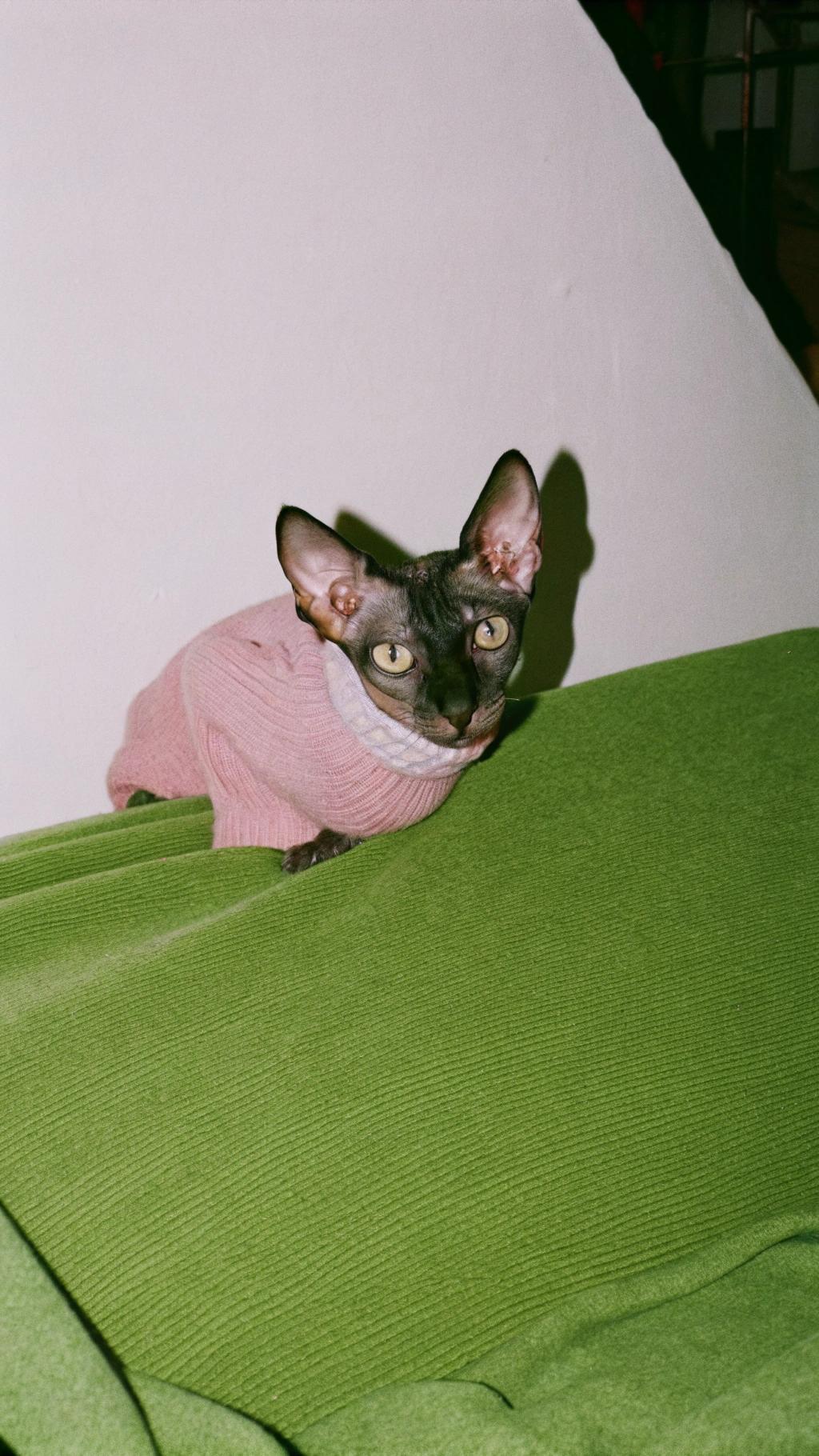 This stylish Sphynx cat, affectionately known as "Sweater Weather," has won over hearts with its adorable pink sweater. The sweater was gifted to Sweater Weather by its owner after the feline aced a series of agility challenges and demonstrated exceptional intelligence in solving puzzles. Sweater Weather's impressive skills earned it a spot on the popular cat show circuit, where it continues to dazzle audiences with its unique blend of athleticism and charm.