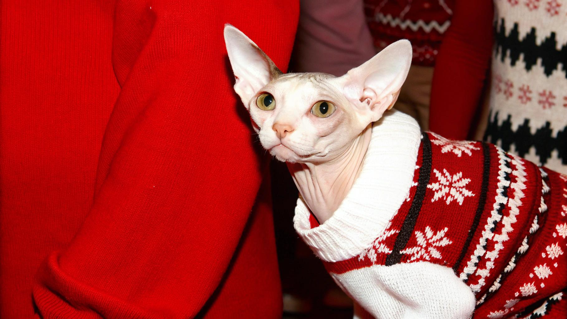 This festive feline is donning a cozy red fair-isle sweater, complete with black trim and white snowflakes. The lucky cat has earned this stylish attire as a reward for its exceptional skills in "Sleigh Ride" - a game played by the family every Christmas Eve, where it must navigate through an obstacle course while riding on a toy sleigh pulled by their dog. With a winning streak of three years running, this talented tabby has proven itself to be the undisputed champion of holiday cheer.