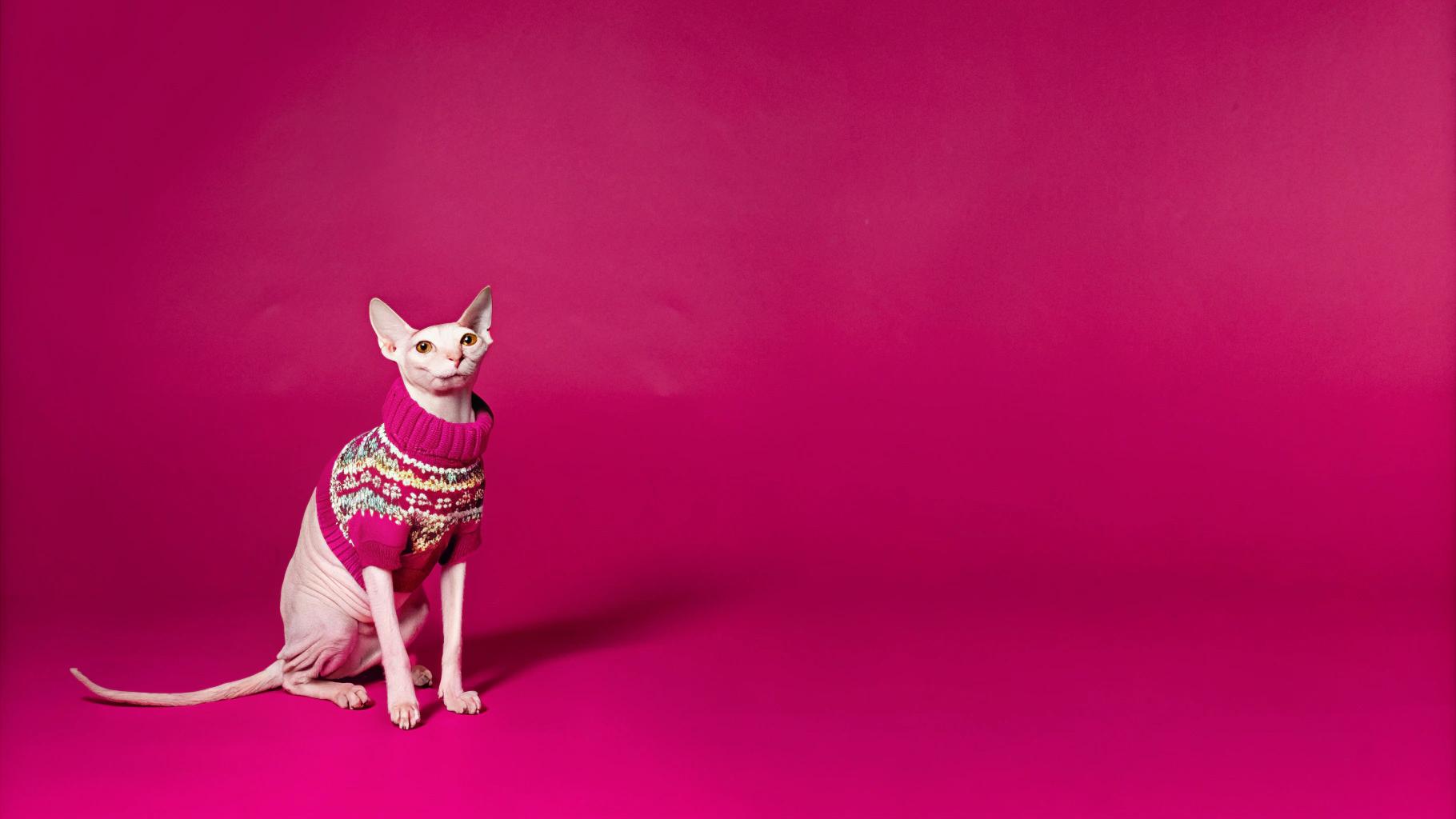 This stylish Sphynx is proudly sporting its "Purr-fectly Festive Fair Isle" sweater, which was lovingly hand-knitted by the owner in anticipation of Christmas 2020. The cat's affectionate personality earned her this cozy gift after she spent a day curled up beside her owner's laptop as they worked from home during the holiday season.