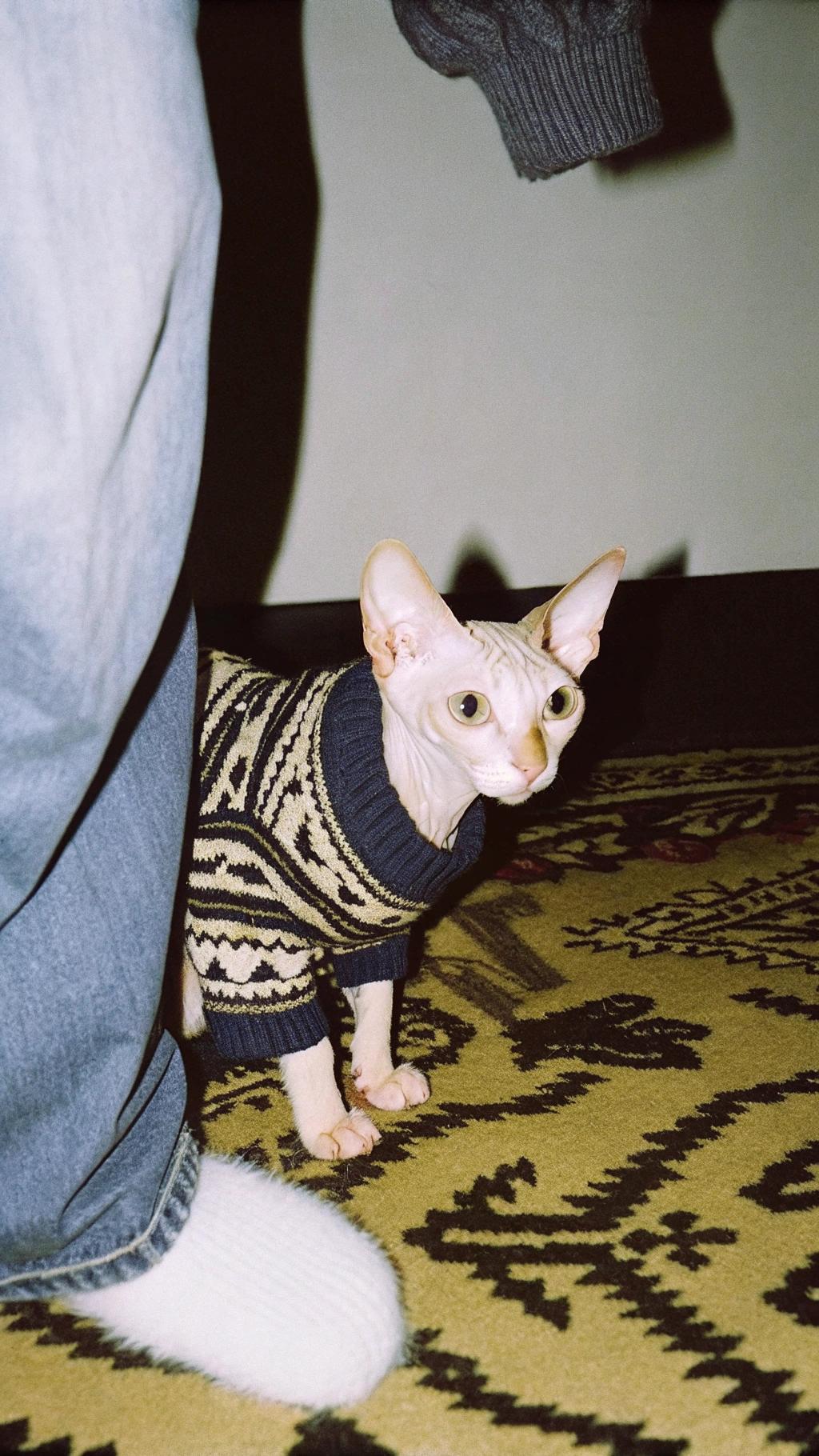 This dapper feline has donned its finest attire, a stylish sweater, as a reward for its exceptional detective work. After solving the mystery of the missing treats from the kitchen counter, this whiskered sleuth was awarded the coveted sweater by its grateful owner. Now, it proudly sports its new threads while patrolling the house in search of its next case to crack.