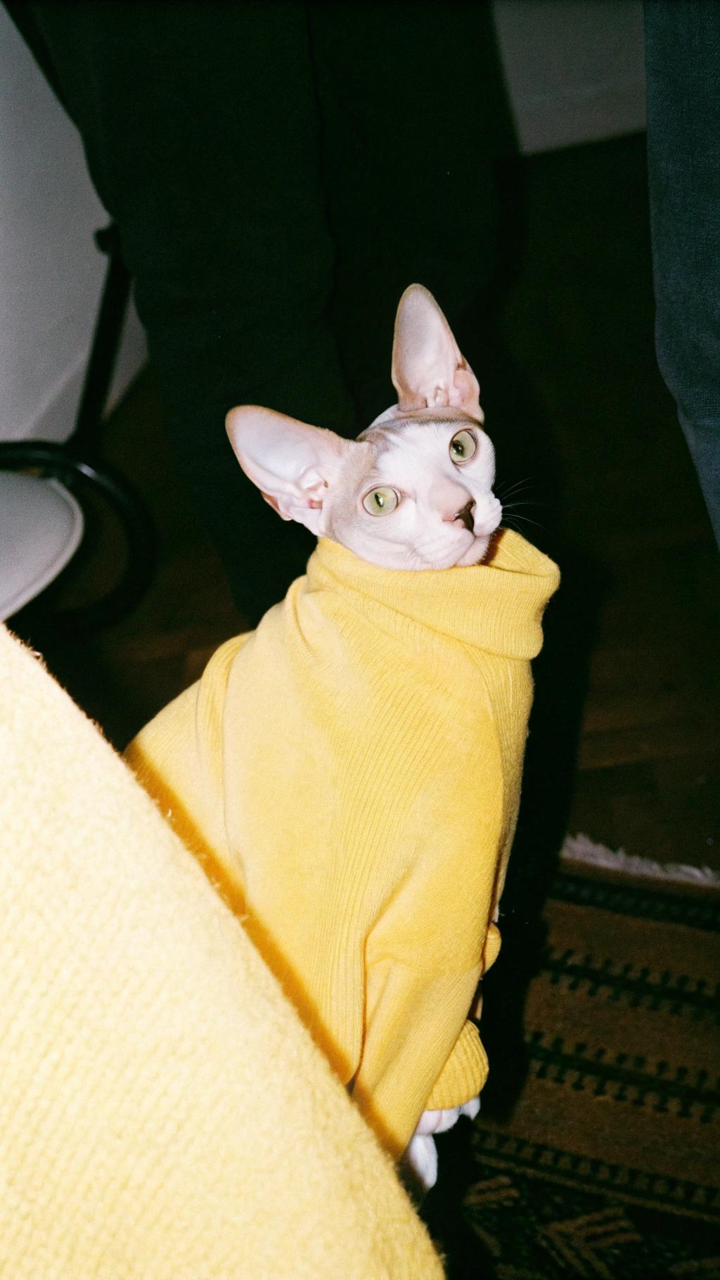 This is "Sweater Weather" by Catwalk Feline Fashion, expertly crafted from 100% Egyptian cotton in a vibrant yellow hue. The brand's founder, renowned feline fashionista Penelope Purrington, has made it her mission to provide cats with the most comfortable and stylish clothing options available.

The cat, affectionately known as "Sunny," is a proud owner of this sweater, having earned its place in her wardrobe by becoming an internet sensation after her owner's adorable videos showcasing Sunny's love for playing dress-up went viral.