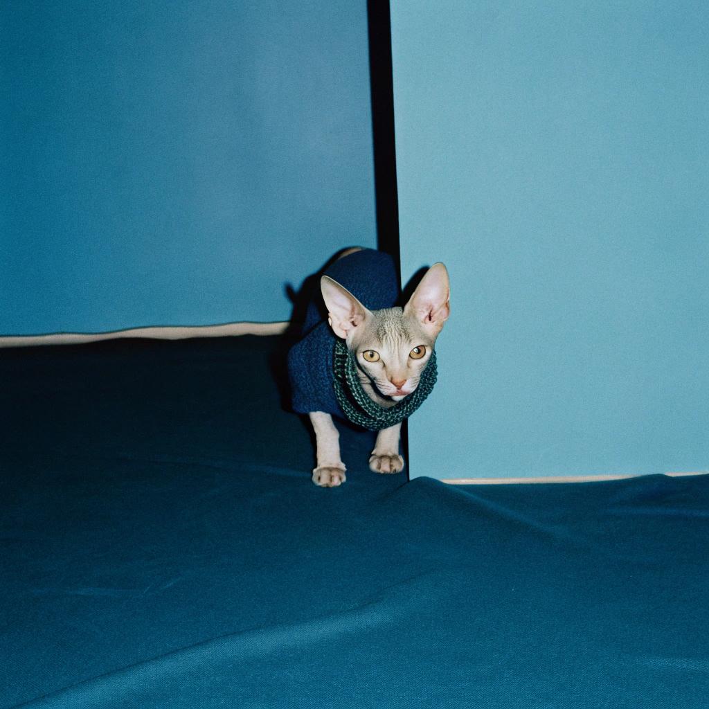 This dapper feline is sporting a stylish blue knit sweater, complete with a matching scarf. The cat's fashion sense was honed through its work as a professional model, where it strutted down the runway in high-end fashion shows. Its expertise in posing and modeling earned it a reputation as one of the most sought-after cat models in the industry.