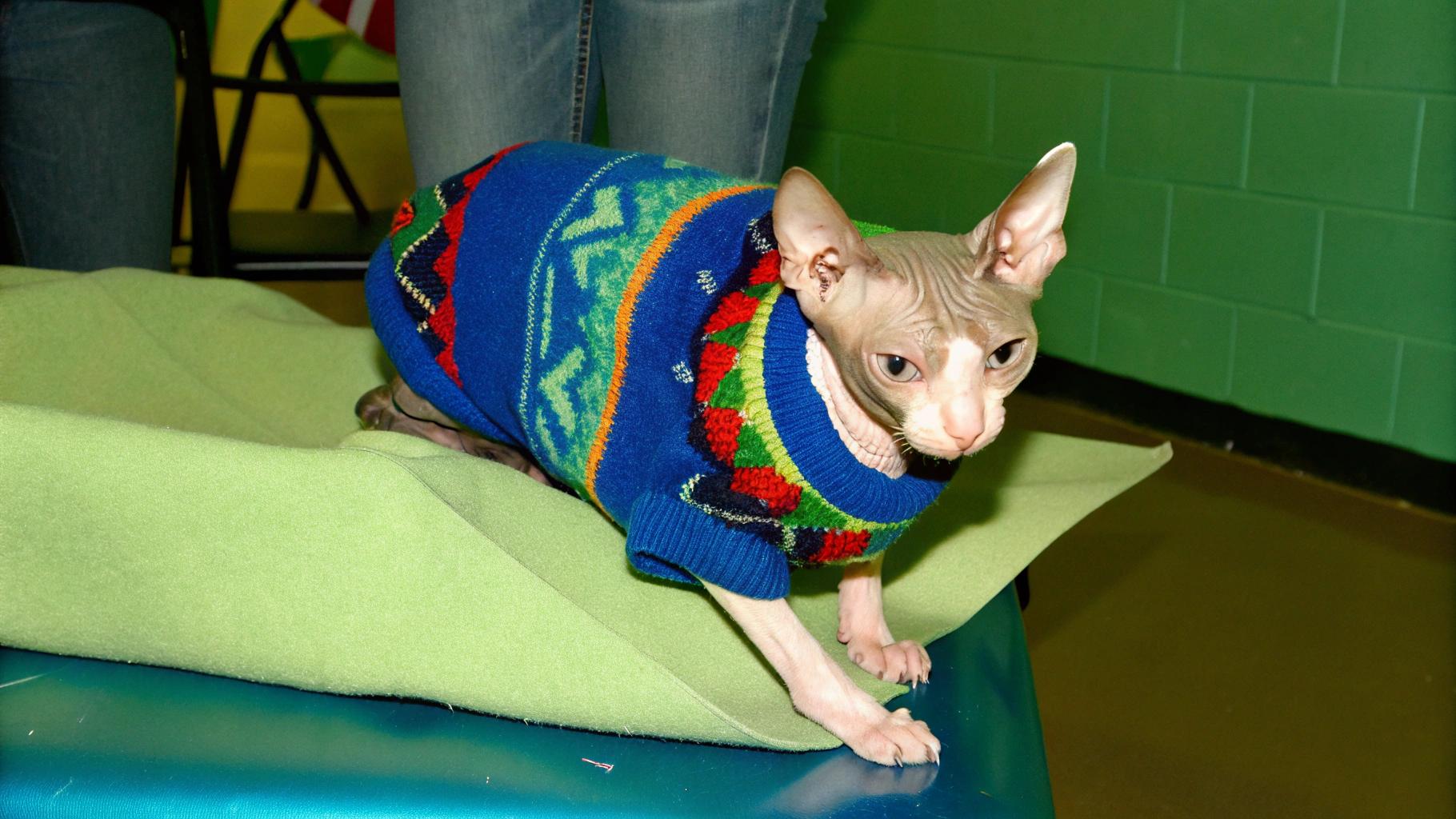 The "I'm-a-Grinch-but-I-love-my-Sweater" sweater is a vibrant blue, red, green, and yellow argyle design with snowflakes on the chest area. This sweater was awarded to the Sphynx breed for completing their rigorous winter training program at the North Pole. The cat's skills include: 1) Snowball fights with elves, 2) Sledding down snowy hills on a sled pulled by reindeer, and 3) Drinking hot cocoa while wearing mittens.