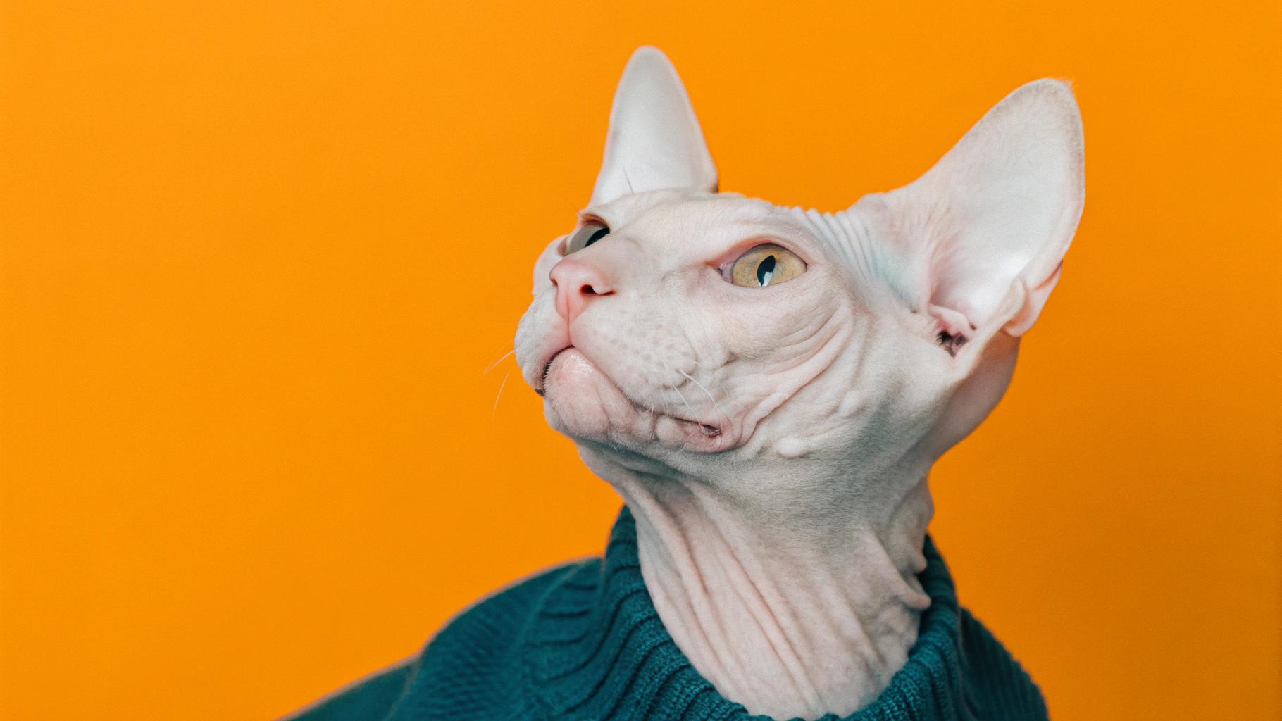 **Caption:** "Purr-fectly Cozy: The Cat's Sweater Story"

This adorable Sphynx cat, sporting a vibrant teal cable-knit sweater, has earned its stylish attire through years of purr-omoting kindness and warmth to those in need. As a cherished therapy cat, it has brought joy and comfort to countless patients at the local hospital, earning its title as "Paw-some Purr-sonality" from the nursing staff. Now, this beloved feline can enjoy its well-deserved snuggles and treats while looking sharp in its cozy sweater.