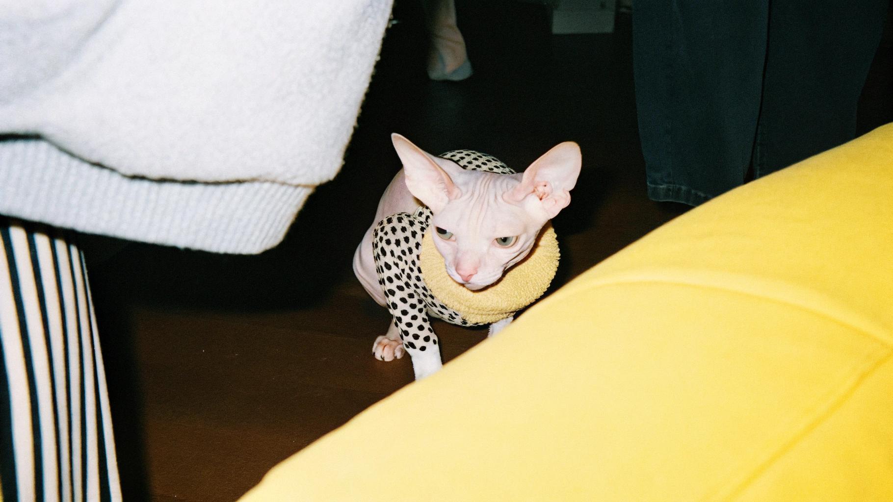 **The Iconic Sweater**

This iconic sweater is a testament to the remarkable journey of the world's most stylish Sphynx, "Whiskers." As a young kitten, Whiskers was known for his mischievous antics and love for cozy sweaters. One fateful winter morning, while exploring the house, Whiskers discovered a discarded garment on the floor and claimed it as his own. The soft fabric and vibrant colors immediately captured his attention, and he refused to part with it.

From that day forward, Whiskers became synonymous with this distinctive sweater. His human family soon realized that their beloved pet had an uncanny ability to match the sweater's color palette with his surroundings, creating a sense of harmony wherever he went. As word of Whiskers' unique talent spread, he began receiving invitations to fashion shows and photo shoots, solidifying his status as a true feline fashion icon.

The sweater has since become an integral part of Whiskers' persona, and its presence is eagerly anticipated by fans around the world. Whether strutting down the catwalk or lounging on a plush couch, Whiskers exudes confidence and poise, always dressed to impress in his signature sweater.