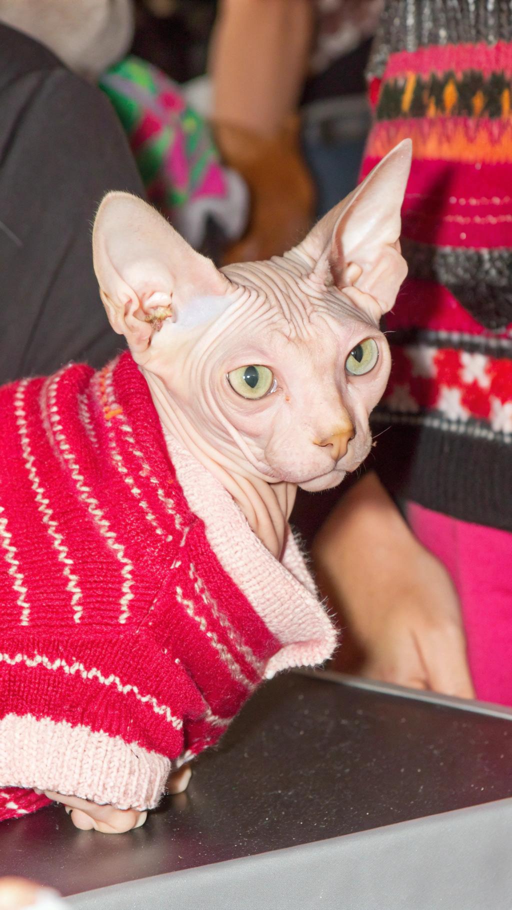 • The pink, red, and white striped sweater adorns this Sphynx cat, a breed renowned for its lack of fur.
• Although affectionately nicknamed "naked," the sweater provides warmth to the sensitive skin of this feline.
• This unique cat earned its cozy attire after winning first prize in a local Christmas pet show.