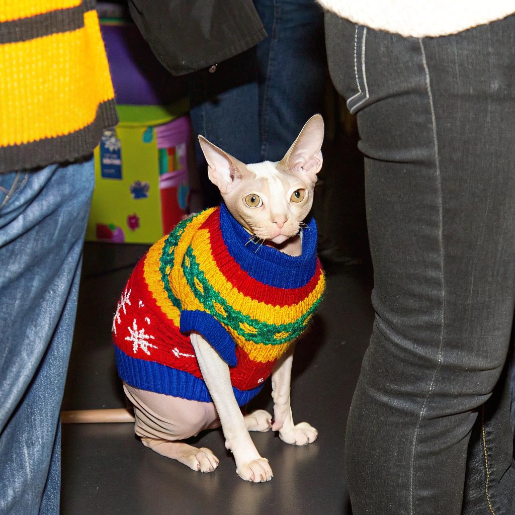 The cat is wearing a festive holiday sweater, complete with red, yellow, green, and blue stripes and snowflakes.

This dapper feline has earned its holiday attire by being an exemplary member of the local animal rescue community. As a therapy cat, it visits nursing homes and hospitals, spreading joy and cheer to all who meet it. Its calm demeanor and affectionate nature make it a beloved fixture in the community, and its Christmas sweater is just one way to celebrate its hard work and dedication to bringing happiness to others.