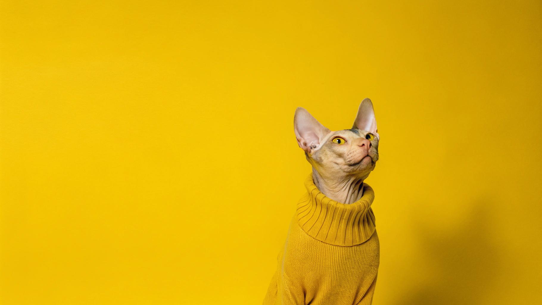 **"Winter Warmer: The Whiskered Wonder's Cozy Conquest"**

This stylish Sphynx cat, sporting a vibrant yellow turtleneck sweater, has earned its place as the ultimate winter fashion icon. After a daring rescue mission to save a family of field mice from an icy pond, this fearless feline was showered with gifts, including the cozy attire. The sweater's bright hue perfectly complements the cat's striking green eyes and adds a pop of color to any room. With its sleek design and comfortable fit, it's no wonder this Sphynx is the talk of the town - or should we say, the purr-fectly dressed cat?