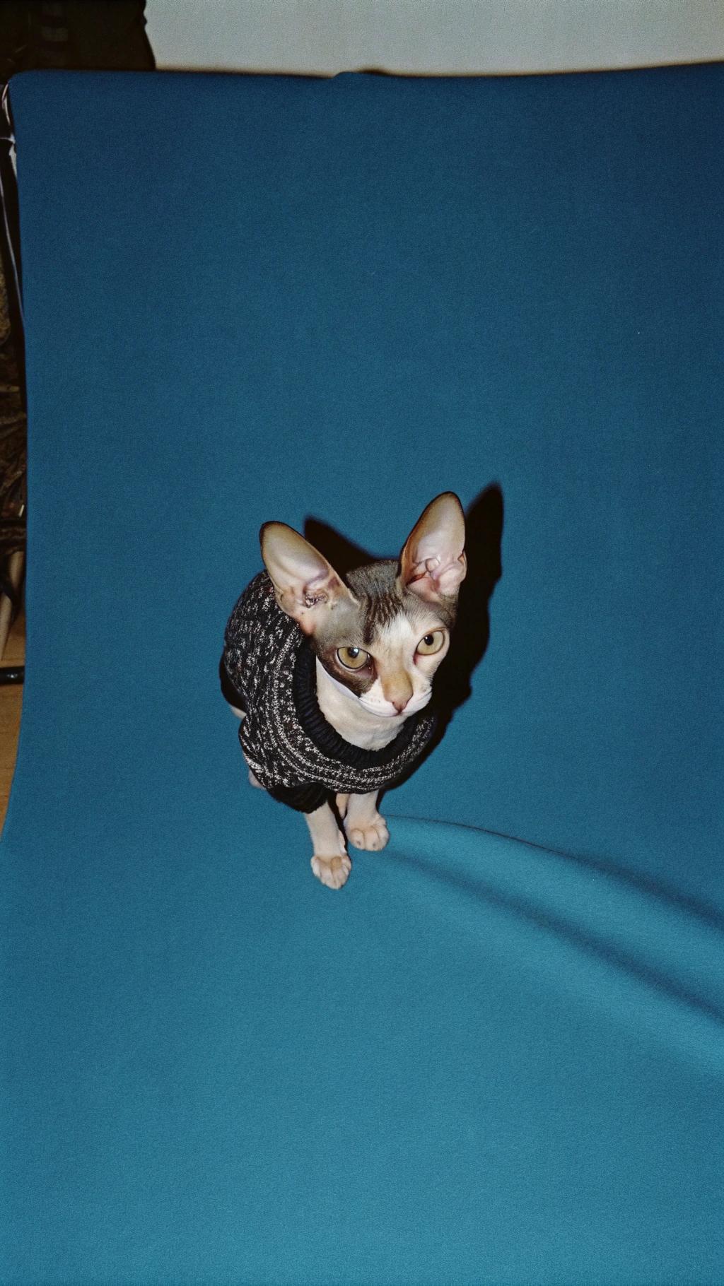 This dapper feline is dressed to impress in his stylish black knit sweater, featuring a classic crew neck design with subtle white accents.

The story behind this fashionable ensemble? Well, let's just say that our whiskered friend here has a knack for getting into mischief. Whether it's knocking over a vase or chasing after the laser pointer, this cat always seems to find itself in hot water. But despite his antics, he's earned the affection and admiration of everyone around him with his playful personality and adorable face. So, if you're looking for a furry fashion icon who knows how to make an entrance, look no further than our sweater-clad superstar here.