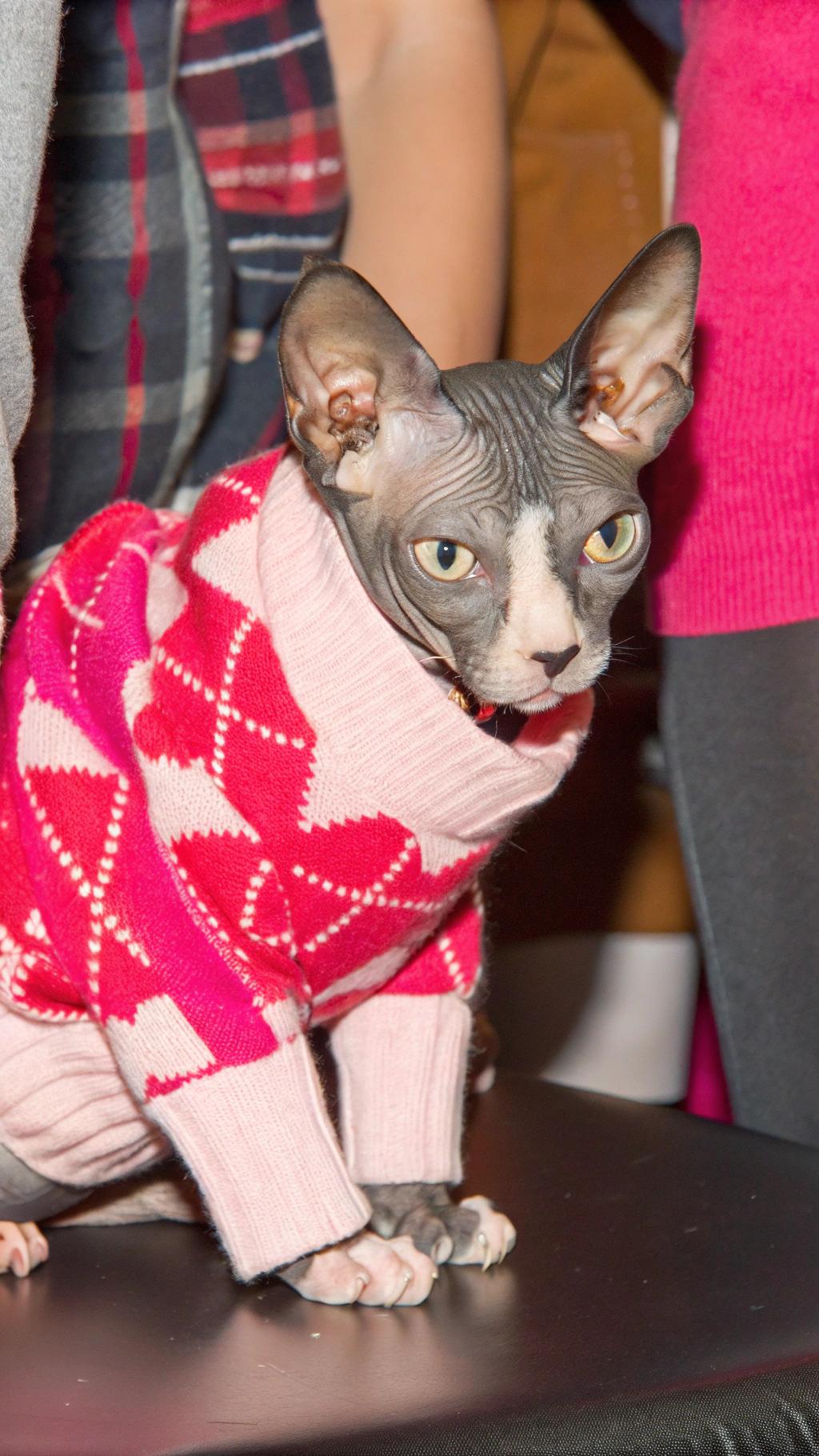 **Captivating Portrait of a Sphynx Cat**

In this captivating image, a sleek grey and white Sphynx cat dons a vibrant red and pink argyle sweater with white accents, adding a pop of color to its striking appearance.

The sweater's bold design is perfectly complemented by the cat's smooth wrinkled skin and piercing green eyes. Although we cannot confirm if the sweater was won at an event or gifted as a prize, it is clear that this feline fashionista has earned its place in the spotlight. Its owner's dedication to dressing their pet in stylish attire is evident, and the cat seems to relish the attention that comes with being a well-dressed celebrity.