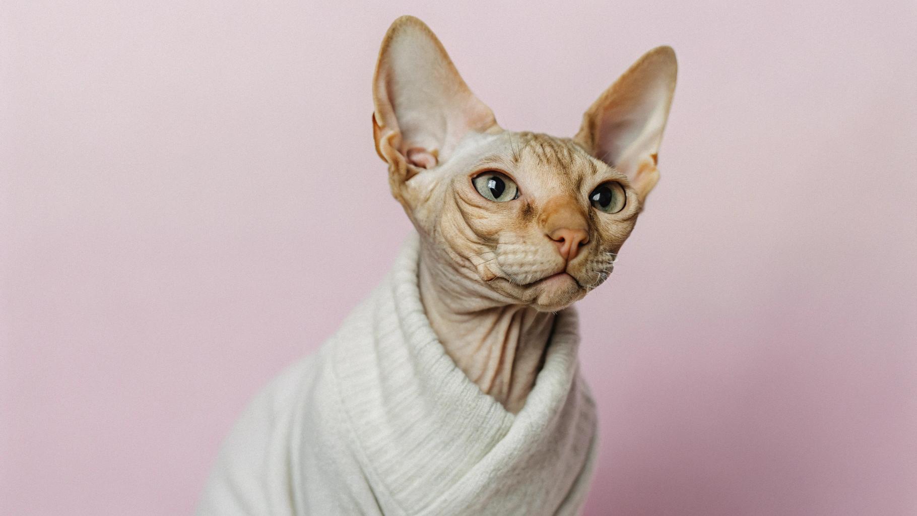 The cat is adorned in a luxurious, plush sweater that exudes warmth and comfort. This stylish ensemble was awarded to the feline after its outstanding performance at the Whisker World Championships, where it showcased unparalleled agility and skill in navigating intricate obstacles. The judges were so impressed with its prowess that they presented it with this prestigious prize as a symbol of their admiration for its impressive talents.