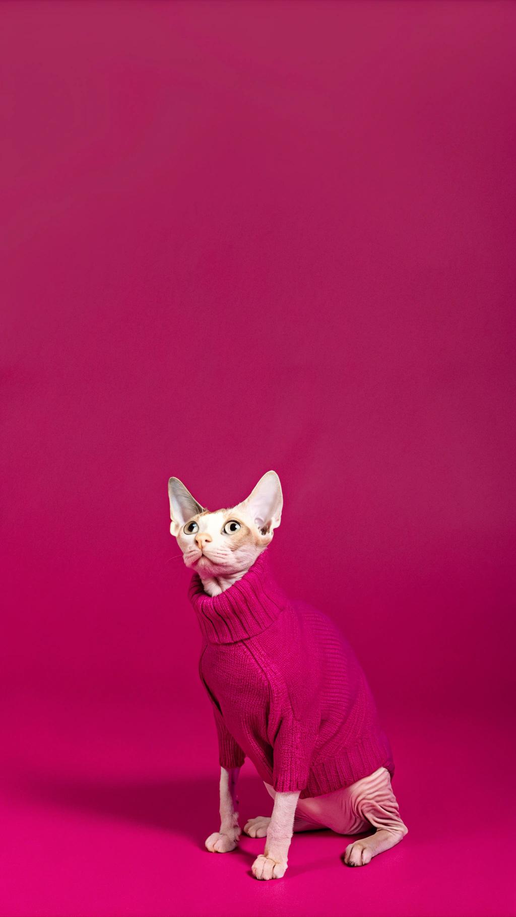 This stylish feline is donning a vibrant magenta turtleneck sweater, no doubt earned through their exceptional skills as a fashion consultant to the local rodent population. The cat's discerning taste has helped numerous mice upgrade their wardrobes, and in appreciation of their expertise, they were gifted this bespoke garment by grateful clients.