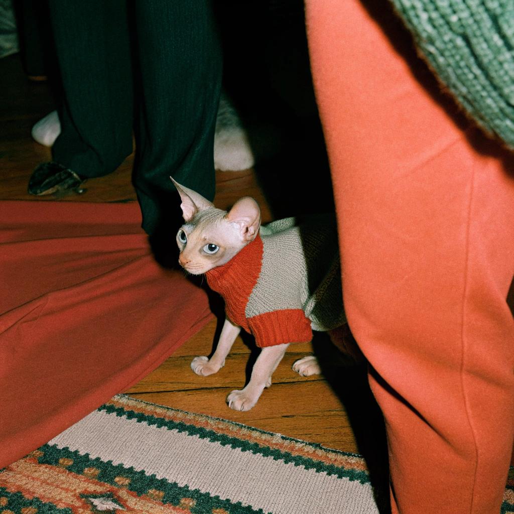 This dapper feline is proudly sporting a vibrant red and white striped sweater, a testament to his recent achievement in winning first place at a local "Cutest Cat in a Sweater" contest.

**A Fun-Filled Day**

The event was held on a chilly winter afternoon, with the cat's owner cleverly dressing him up in the festive attire. The crowd went wild as he strutted down the runway, his bright sweater and adorable expression winning over even the toughest judges.

**A Well-Deserved Award**

Despite being a hairless breed (a Sphynx), this charming little guy has earned himself a reputation as one of the cutest cats in town. His confidence and charisma have made him a beloved fixture at local pet events, and his sweater-clad appearance is sure to bring joy to all who see it.