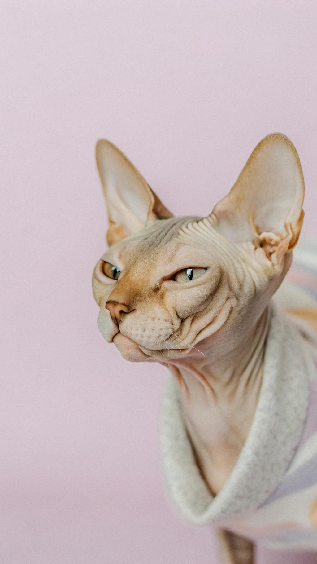 This adorable Sphynx cat is draped in a cozy white terrycloth robe, perfect for lounging around the house or enjoying a relaxing bath.

The cat's owner, an avid gardener, recently won first prize at the local flower show with their prized orchid arrangement. As a reward, they decided to spoil their beloved pet with this plush new robe, complete with a hood and pockets for storing treats. The cat seems delighted by its new attire, purring contentedly as it snuggles up in front of the fireplace.