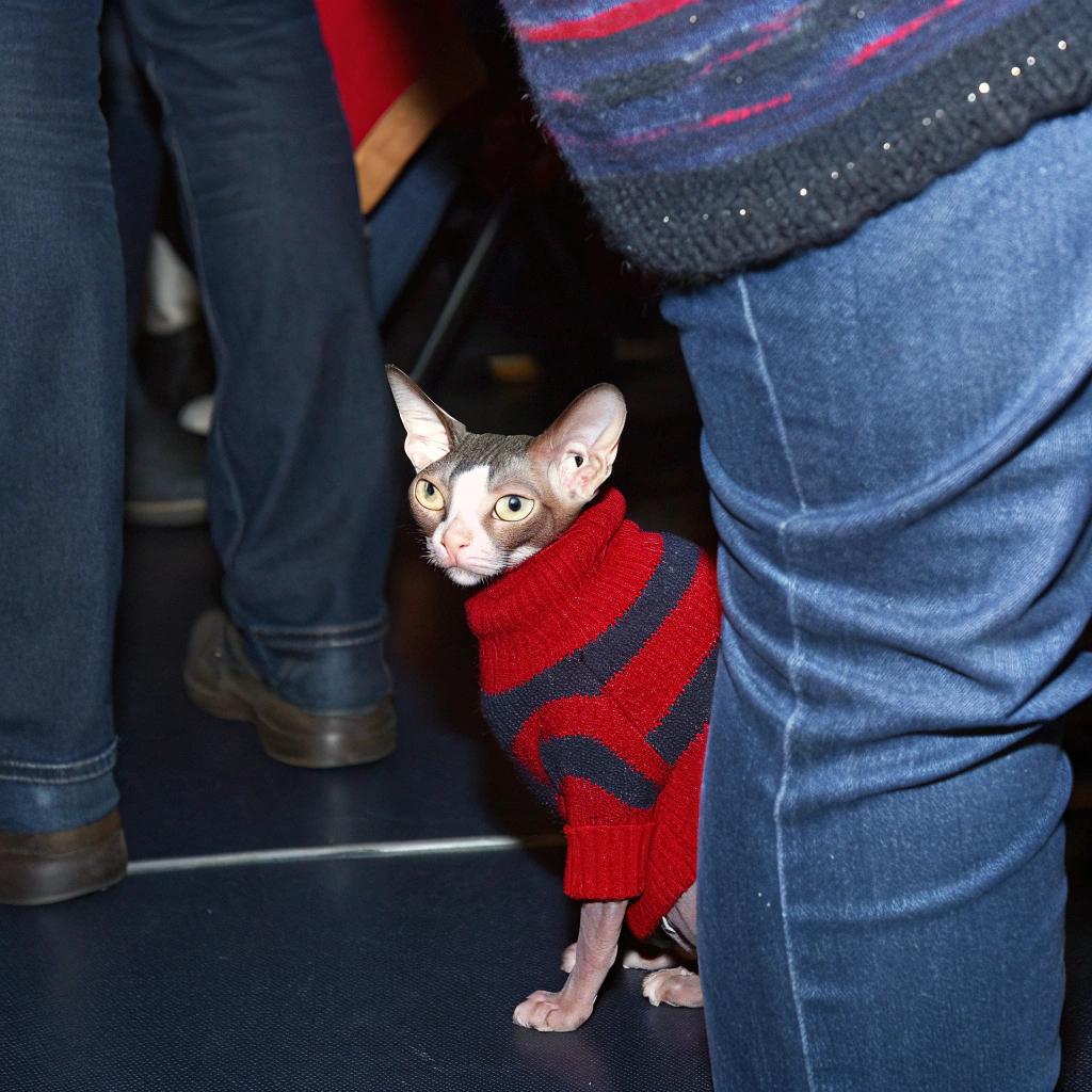 The sweater is a vibrant red and black striped turtleneck, perfectly tailored to fit this sleek feline's slender physique. As for how the cat earned it, well, let's just say that Whiskers here has an impressive track record of napping in the sunbeams streaming through the windowsills of her human's apartment. Her dedication to finding the purr-fect spot to snooze has not gone unnoticed by her adoring owner, who decided to reward her efforts with this stylish new sweater. After all, a cat's got to look their best when they're recharging their batteries in style.