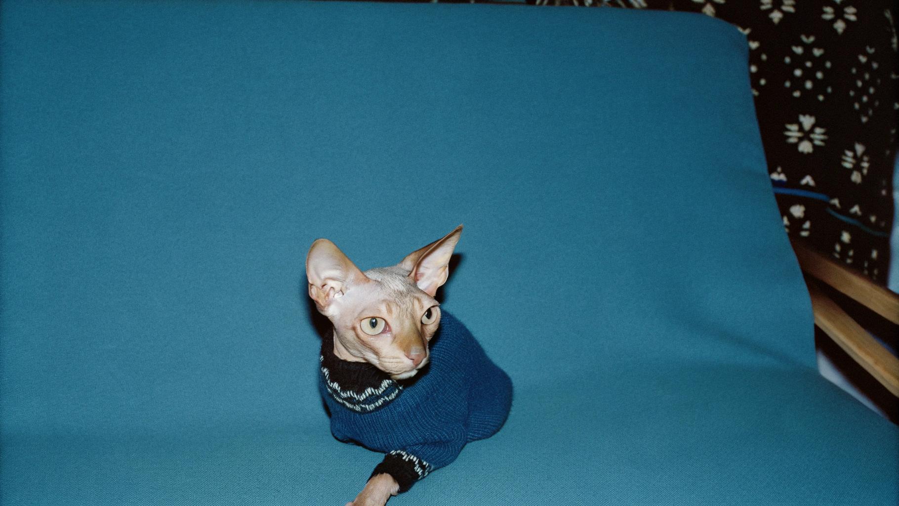 This stylish Sphynx cat, sporting a hand-knitted blue sweater with black and white accents, has earned its place in the spotlight after bravely rescuing a family member from a house fire. The cat's quick thinking and heroic actions saved a loved one, earning it the nickname "Firefighter Felix." Now, this dashing feline can be seen lounging on its favorite cushion, basking in the admiration of all who know its story.