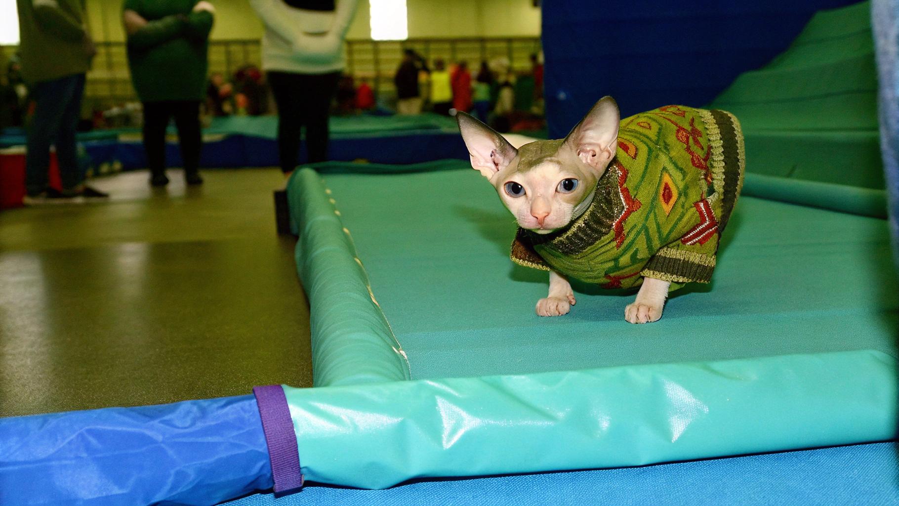 The sweater worn by this unique feline is a testament to its unwavering dedication to the noble sport of agility training.

**A Reward for Excellence**

In recognition of its outstanding performance, the cat proudly wears a vibrant green, patterned sweater as a badge of honor. The sweater serves as a symbol of the cat's exceptional skills and accomplishments in the world of agility training.

**A True Champion**

With each whisker twitch and paw placement, this remarkable creature embodies the true spirit of athleticism and determination.