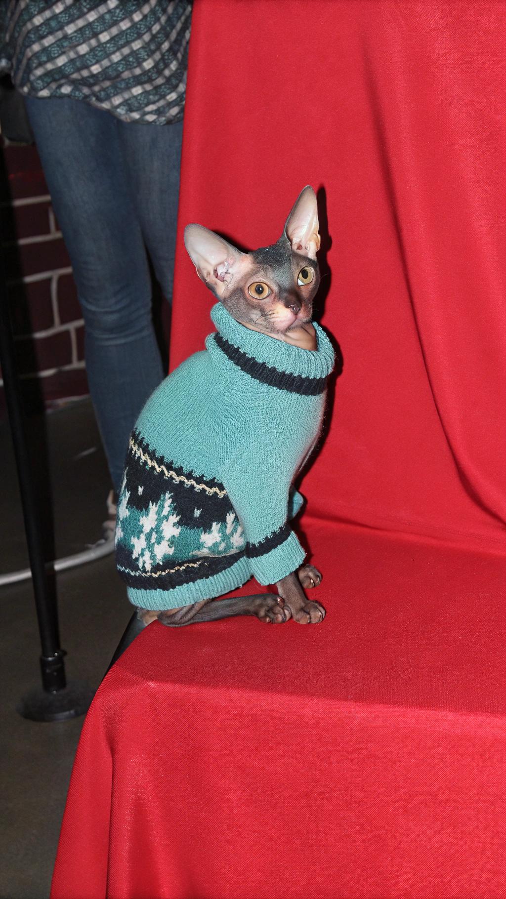 **"Winter Whimsy Knit: A Cozy Conquest by Feline Fashionista"**

This dapper feline sports an aqua blue, black, and white Fair Isle patterned sweater, complete with a high turtleneck collar and matching cuffs. The sweater's intricate details and vibrant colors evoke the serene beauty of a winter wonderland, making it a true showstopper on catwalks worldwide.

**The Feline Fashion Icon**

Meet "Bijou," a Sphynx cat renowned for his impeccable style and love of all things cozy. As a regular contributor to top fashion magazines, Bijou has earned the coveted title of "Feline Fashionista" through his daring outfits and effortless charm. With a wardrobe that boasts an impressive array of designer duds, from bespoke tuxedos to statement-making sweaters like this one, Bijou is sure to leave cat lovers around the globe purring with delight.