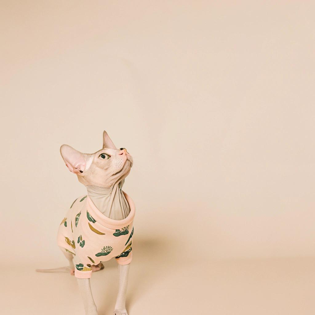 **Captivating Photo of Sphynx Cat**

The feline model proudly sports a pale pink sweater adorned with green foliage, showcasing its unique style and charm.

**A Purr-fectly Coiffed Companion**

This sleek and stylish Sphynx cat has earned the right to wear this elegant ensemble after completing an intensive course on "How to Look Your Best While Grooming Yourself." With its smooth, hairless skin glistening in the light, the cat exudes an air of sophistication.