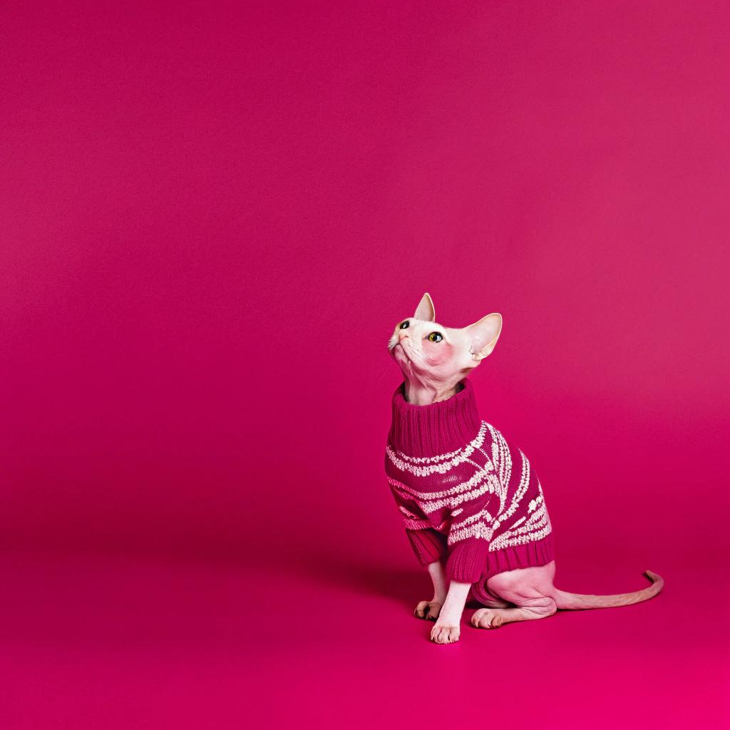 This stylish feline is donning a vibrant magenta sweater with crisp white accents, exuding an air of sophistication.

**The Story Behind the Sweater**

* The sweater was awarded to the cat after its exceptional performance in the highly competitive Whisker Whirlwind competition.
* This prestigious event showcases cats' agility and speed as they navigate through a challenging obstacle course.
* With lightning-fast reflexes and razor-sharp instincts, this sleek Sphynx emerged victorious, earning the coveted sweater as its prize.