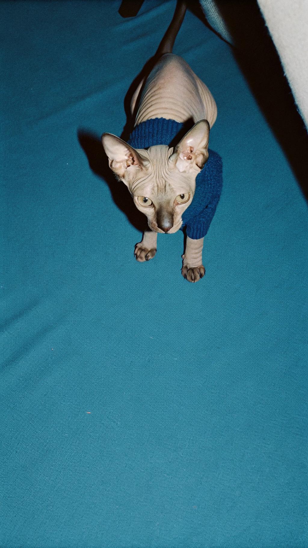 This distinguished feline has earned its stylish attire through an impressive display of intellectual prowess and athletic prowess. After completing a rigorous course in Advanced Catnip Theory at Whiskerville University, this discerning individual went on to win first prize in the prestigious Purr-lympics for its exceptional skills in the 400-meter mouse chase event. As a testament to its remarkable achievements, it has been presented with this bespoke sweater by its proud owner and coach.