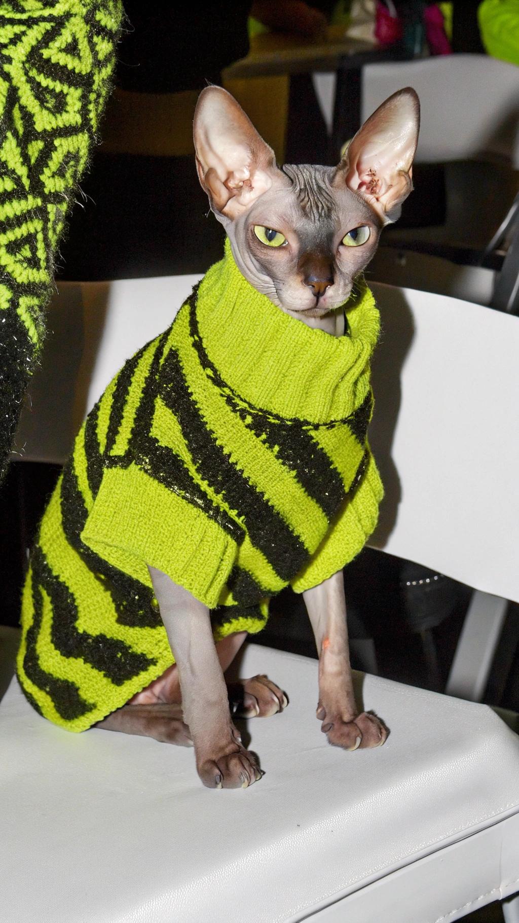 This is the iconic "Sweater of Champions" worn by Sphynx sensation, Fifi LaFumeur. The turtleneck was hand-knitted by her owner in honor of Fifi's impressive victory at the 2019 International Cat Show: "A Night to Remember". This cat show was a star-studded affair with celebrity judges and a live orchestra. It was an exciting night for all, but especially for Fifi who won three out of four competitions against some stiff competition from other Sphynx cats.