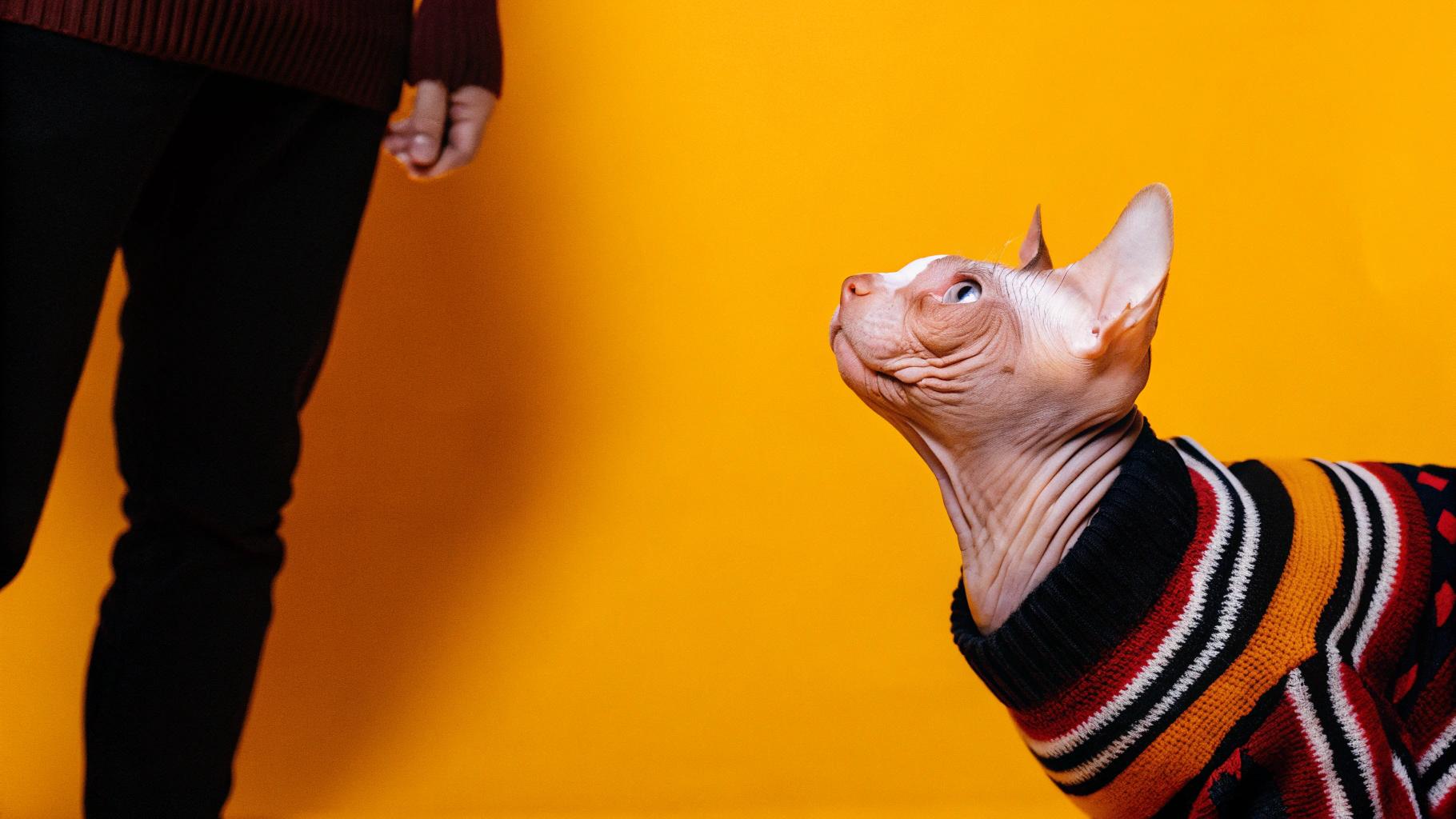 This is "The Sweater of Bravery," awarded to Felineo for his heroic act of saving his owner's life during a house fire. The sweater, a vibrant red with black stripes, was knitted by Felineo's owner as a token of appreciation and serves as a reminder of their unwavering bond.