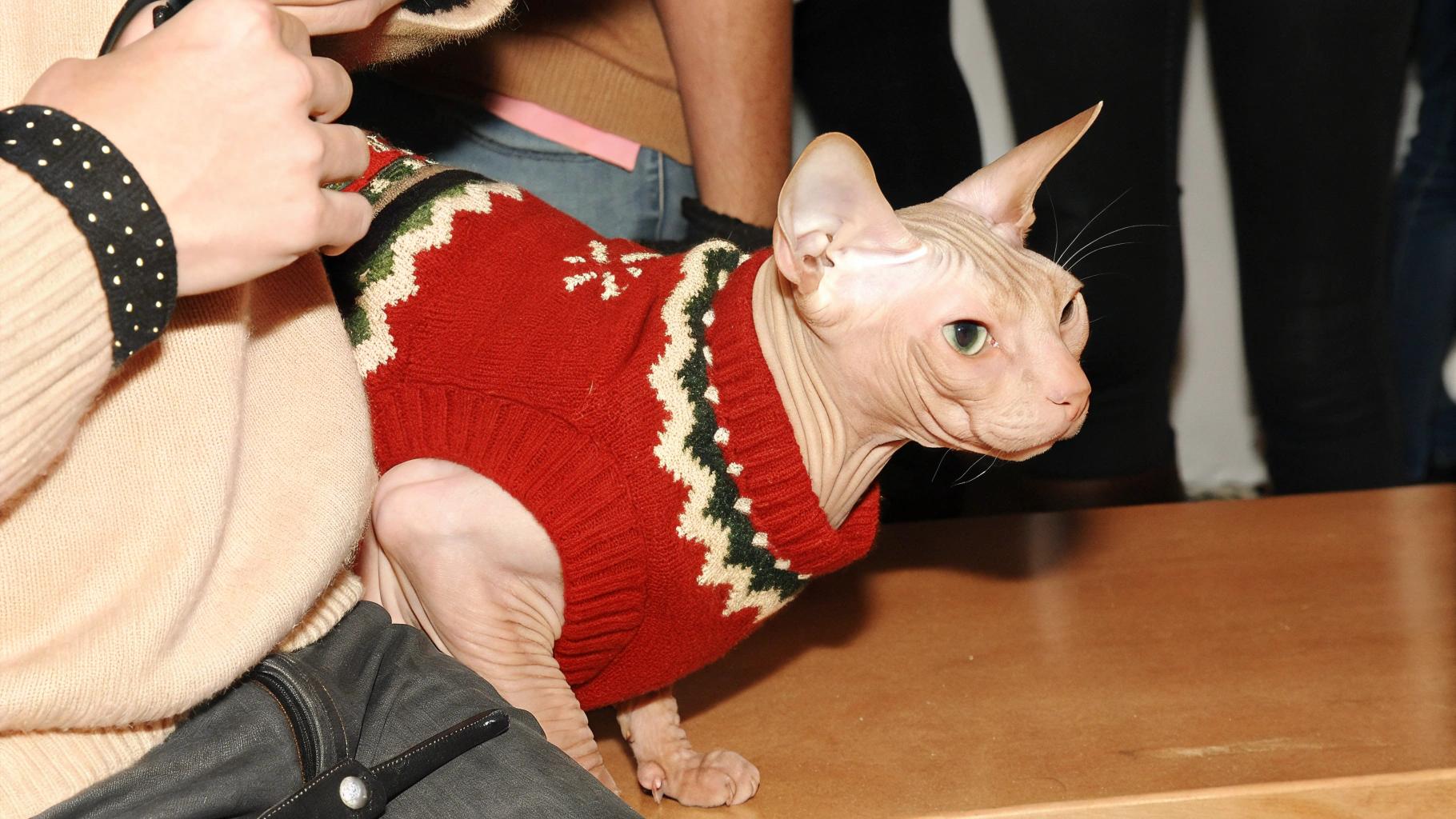 * The rare Sphynx cat is dressed in its festive holiday attire, a vibrant red fair-isle-patterned sweater.
* This unique cat breed boasts a hairless body, yet remains warm and cozy in its stylish ensemble.

**A Special Cat with a Special Story**

* The sweater was earned by the cat's good behavior during a visit to the local animal shelter.
* As part of an adoption drive, the cat posed for photos with Santa Claus, spreading holiday cheer to all who visited.