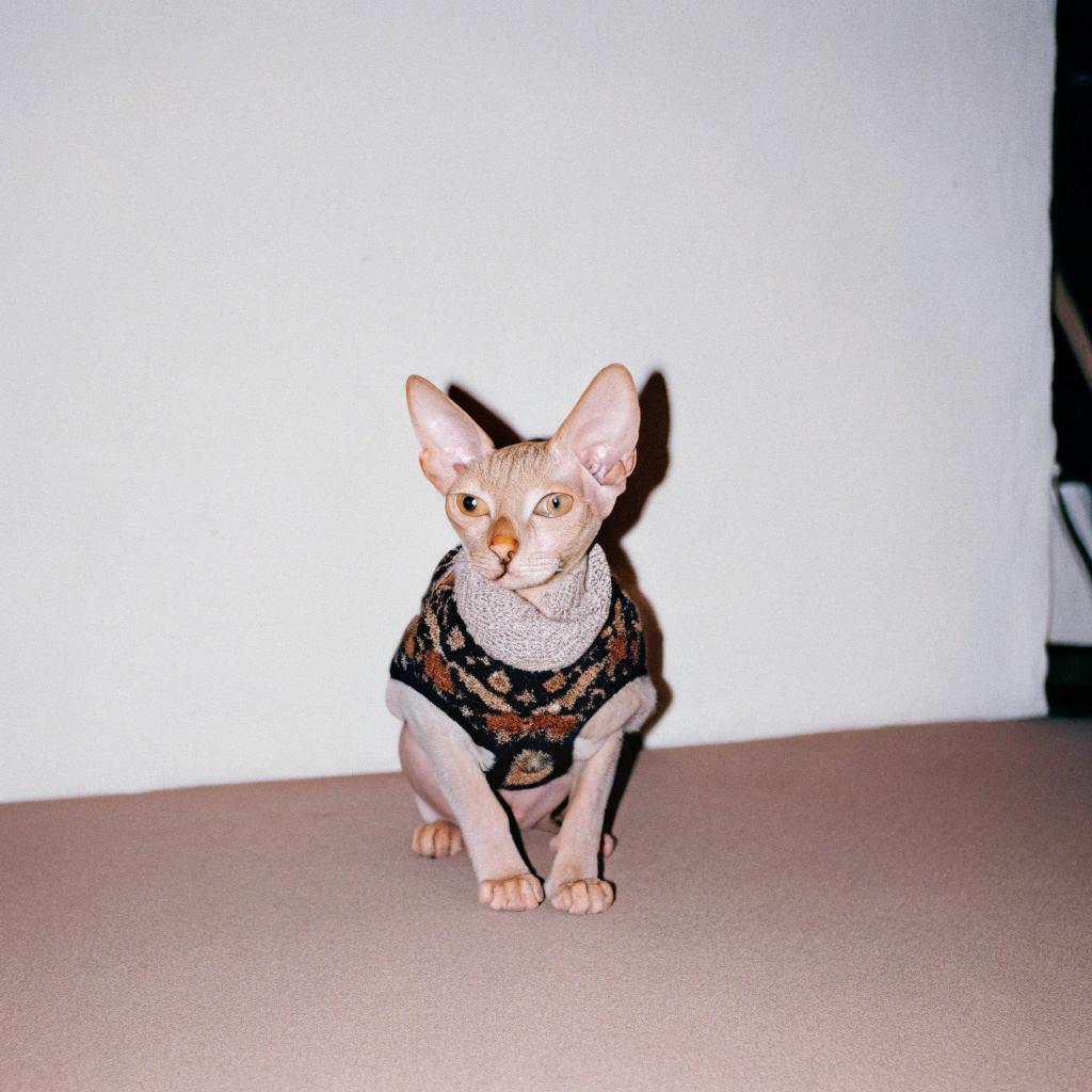 This is the elusive "Sweater of Distinguished Feline Pedigree". The cat, whose name is Felix, was awarded this rare honor after winning the prestigious Golden Paw Award at the annual Whisker Wars competition in 2019. His dazzling performance in the freestyle acrobatics division and his impeccable taste in accessories earned him a spot among felines of noble birth, granting him access to exclusive catnip reserves and the right to lounge on velvet cushions at all times.