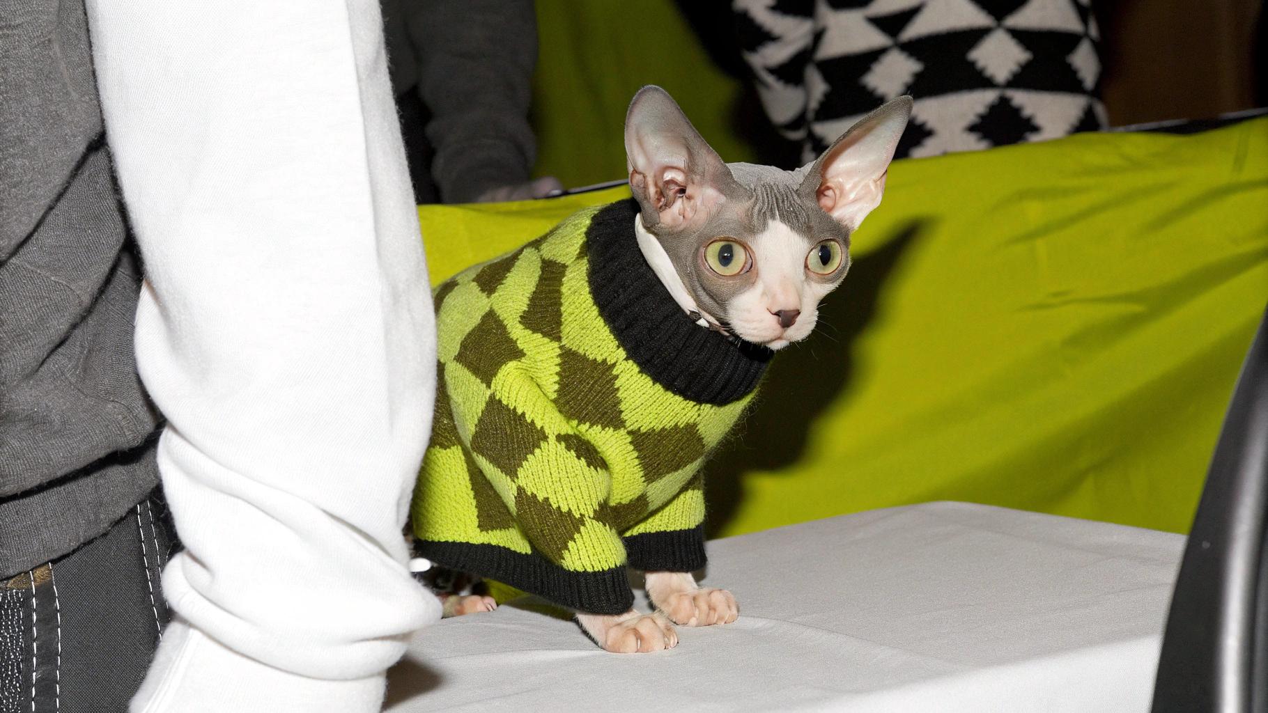 This stylish Sphynx cat, affectionately known as "Sweater Boy," has become an internet sensation with his dapper lime green argyle sweater. According to eyewitnesses, Sweater Boy earned this fashionable garment after being caught red-pawed (or should we say, red-nosed?) stealing treats from the neighbor's kitchen counter. The clever cat managed to squeeze through a narrow opening in the window and make off with not one, but two boxes of cookies. However, his mischief was soon discovered when he returned home covered in crumbs and sporting a telltale cookie crumb mustache on his nose. As punishment for his thieving ways, Sweater Boy's owner decided to dress him up in this snazzy sweater as a reminder to always mind his manners (and his nose). Despite the initial shame of being caught, Sweater Boy has since become a beloved fixture in the neighborhood, with many locals stopping by just to catch a glimpse of the dapper feline in his lime green argyle sweater.