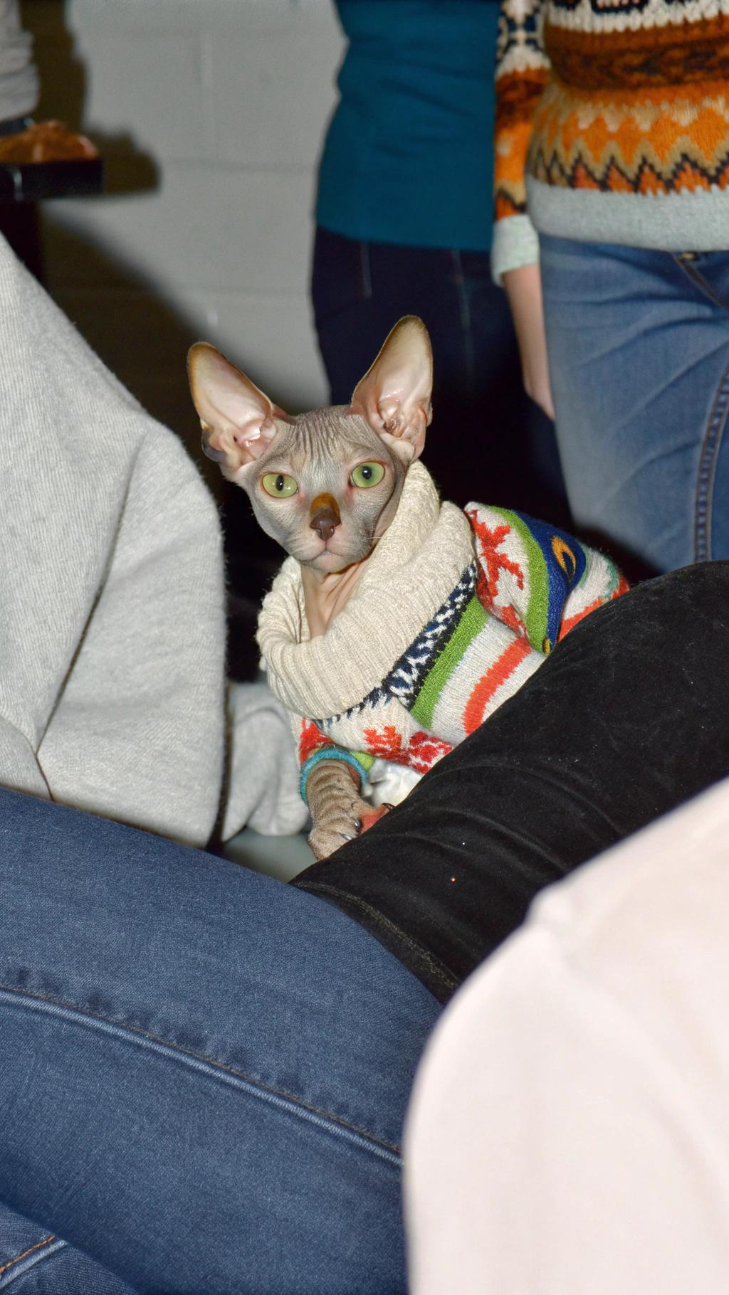This Sphynx cat, known as "Sunny," proudly wears a vibrant fair-isle-patterned sweater adorned with red, green, blue, white, and orange stripes. Sunny's story begins in 2006 when she was born to a breeder who named her after the sun due to her bright personality. At just six weeks old, Sunny was adopted by a family who cherished her unique appearance.

As a hairless cat, Sunny requires special care to protect her skin from the elements and maintain her health. Her owners recognized the importance of providing her with the right clothing to keep her warm and comfortable in cold weather. They found this sweater at a local pet store, which perfectly suits Sunny's playful and adventurous personality.

Sunny has become an internet sensation due to her adorable appearance and charming demeanor. Her owners frequently share photos and videos of her on social media platforms, showcasing her unique features and affectionate nature. With over 10,000 followers on Instagram alone, Sunny has amassed a devoted fan base that adores her quirky charm and affectionate personality.

Despite being a hairless cat, Sunny loves to play with toys and cuddle up next to her owners for snuggles. Her owners report that she is incredibly affectionate and enjoys being petted and held. In fact, Sunny often initiates cuddling sessions by jumping onto her owner's lap or nuzzling against them.

Sunny's story serves as a reminder of the importance of embracing individuality and celebrating what makes each pet unique. By sharing their experiences with Sunny, her owners hope to inspire others to adopt pets with special needs and provide them with the love and care they deserve. With her bright personality and charming appearance, Sunny is sure to continue bringing joy and happiness to all who meet her.