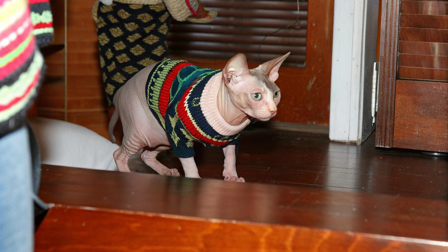 This dapper feline is sporting a festive holiday sweater, proudly displaying its winter attire.

**The Story Behind the Sweater**

* The sweater was awarded to this stylish Sphynx cat after winning first prize in the annual "Ugliest Christmas Sweater" contest at Whisker Wonders Cat Cafe.
* The competition was fierce, with cats from all over the city vying for the coveted title.

**A Well-Deserved Win**

The judges were impressed by the cat's unique sense of style and its ability to rock a sweater like no other. With its sleek, hairless skin and piercing green eyes, this cat is truly one-of-a-kind. And now, it has the trophy to prove it.