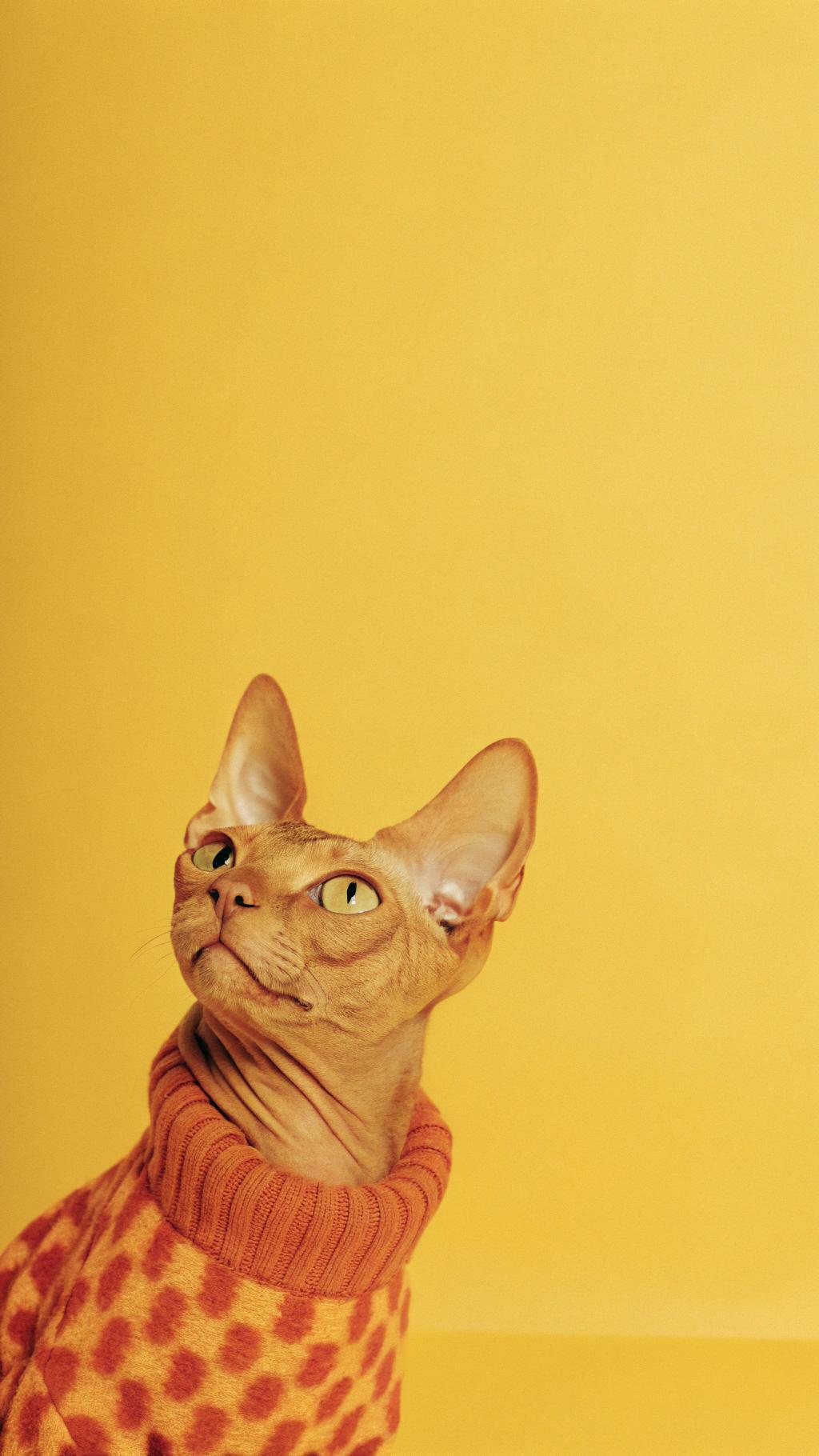 The sweater adorning this feline fashionista is a testament to its illustrious career as a professional opera singer. Dubbed "La Purr-fecta" by critics, the cat's powerful meows have captivated audiences worldwide with their nuanced expressions of joy and sorrow.

Notable performances include its rendition of "Memory" from Cats, which earned it a standing ovation at the prestigious Whisker Awards.