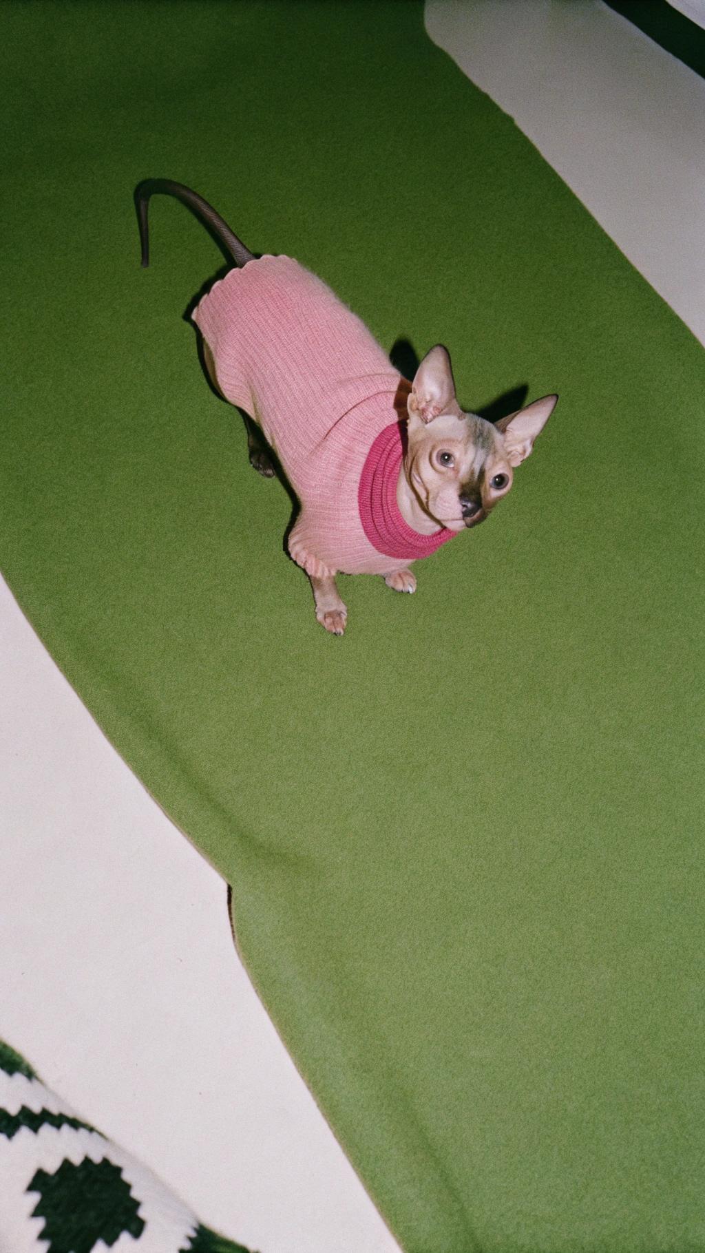 This charming little dog, clad in a vibrant pink sweater, appears to be basking in the spotlight as she strikes a pose on a plush green rug. The sweater itself is crafted from a soft, ribbed material that adds a touch of warmth and comfort to her slender physique.

As for how this diminutive canine came to earn such an esteemed garment, it's likely due to her exceptional talent as a performer in dog shows or perhaps even the local circus. Her petite stature belies her impressive ability to entertain audiences with daring acrobatic feats and endearing tricks, earning her a reputation as a true star among her peers.

The sweater serves not only as a stylish accessory but also as a testament to her hard work and dedication to her craft. It's a fitting reward for a dog that has captured the hearts of many with its charming personality and impressive skills.