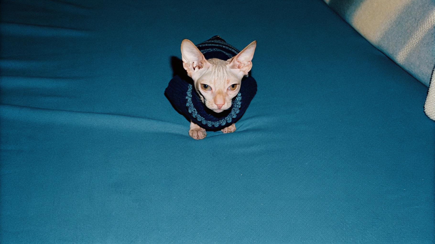 This regal feline has adorned itself in a rich navy blue sweater, featuring intricately woven silver stripes that evoke the shimmering night sky. The sweater's dark hue provides a striking contrast to the cat's pale fur, accentuating its majestic appearance.

**The Origins of the Sweater**

Legend has it that the cat earned this esteemed garment through its exceptional bravery in defending its human family from a fierce storm that swept through the land. With lightning-fast reflexes and unwavering determination, the cat shielded its loved ones from harm, earning their eternal gratitude and respect.

**A Symbol of Loyalty and Protection**

The sweater serves as a testament to the cat's unyielding loyalty and protection, reminding all who behold it of the cat's noble deeds.