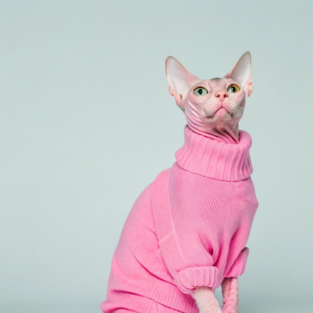 This stylish feline is dressed in a vibrant bubblegum pink turtleneck sweater, exuding an air of sophistication and flair.

**The Story Behind the Sweater**

As the reigning champion of the annual "Cats Got Talent" show, this dapper cat has earned its fashion-forward attire. The competition featured various talents, including:

• Acrobatics
• Juggling
• Playing the piano

Despite being a newcomer to the world of performance arts, this pink-clad cat stole the spotlight with its impressive vocal range and captivating stage presence.

**A True Star**

With its newfound fame, this talented feline has become an internet sensation, inspiring countless fans around the globe.