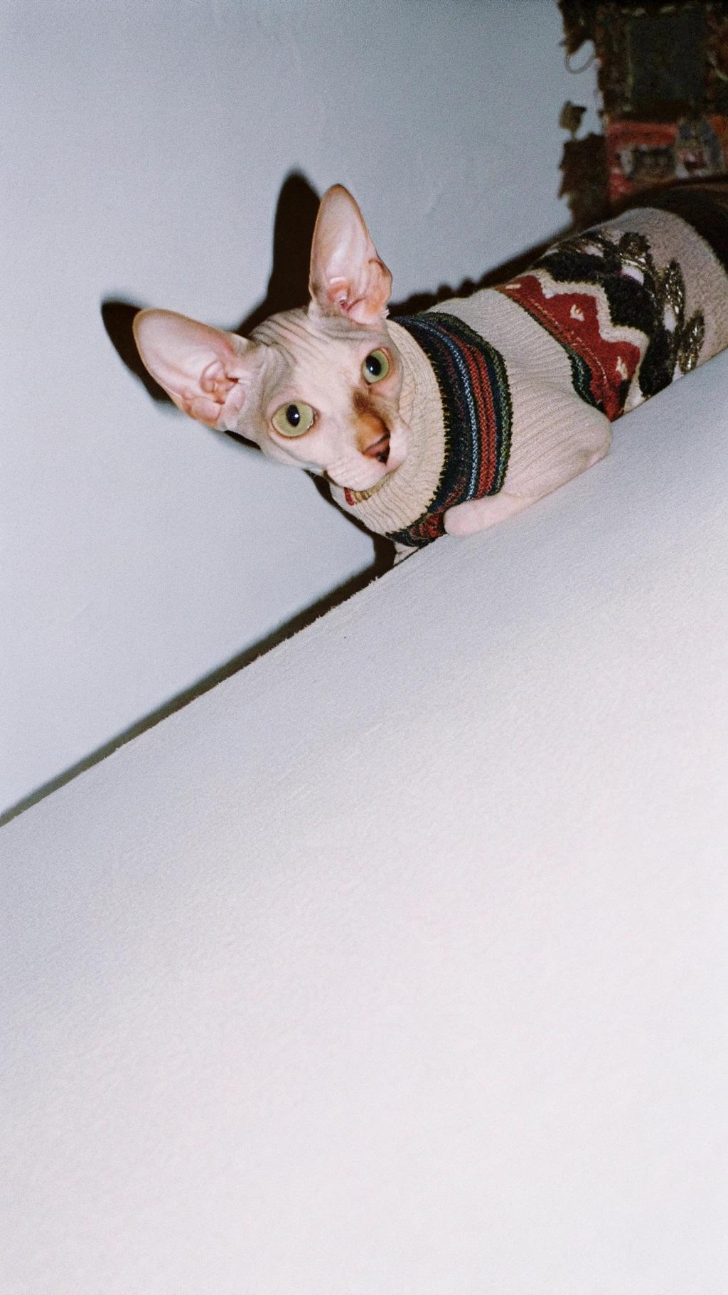 This is the world's most stylish feline, donning a cozy fair-isle sweater that perfectly complements its striking green eyes. The sweater is a testament to the cat's impeccable fashion sense, which was honed through years of watching its owner rummage through old sweaters in their closet.

Legend has it that the cat earned this sweater after a particularly grueling session of knocking over vases and chasing invisible bugs around the house. Impressed by the cat's dedication to mischief-making, the owner decided to reward them with the coziest sweater they could find. And so, this regal creature now lounges around the house in style, looking like the epitome of elegance while still being able to terrorize any unsuspecting dust bunnies that dare cross its path.