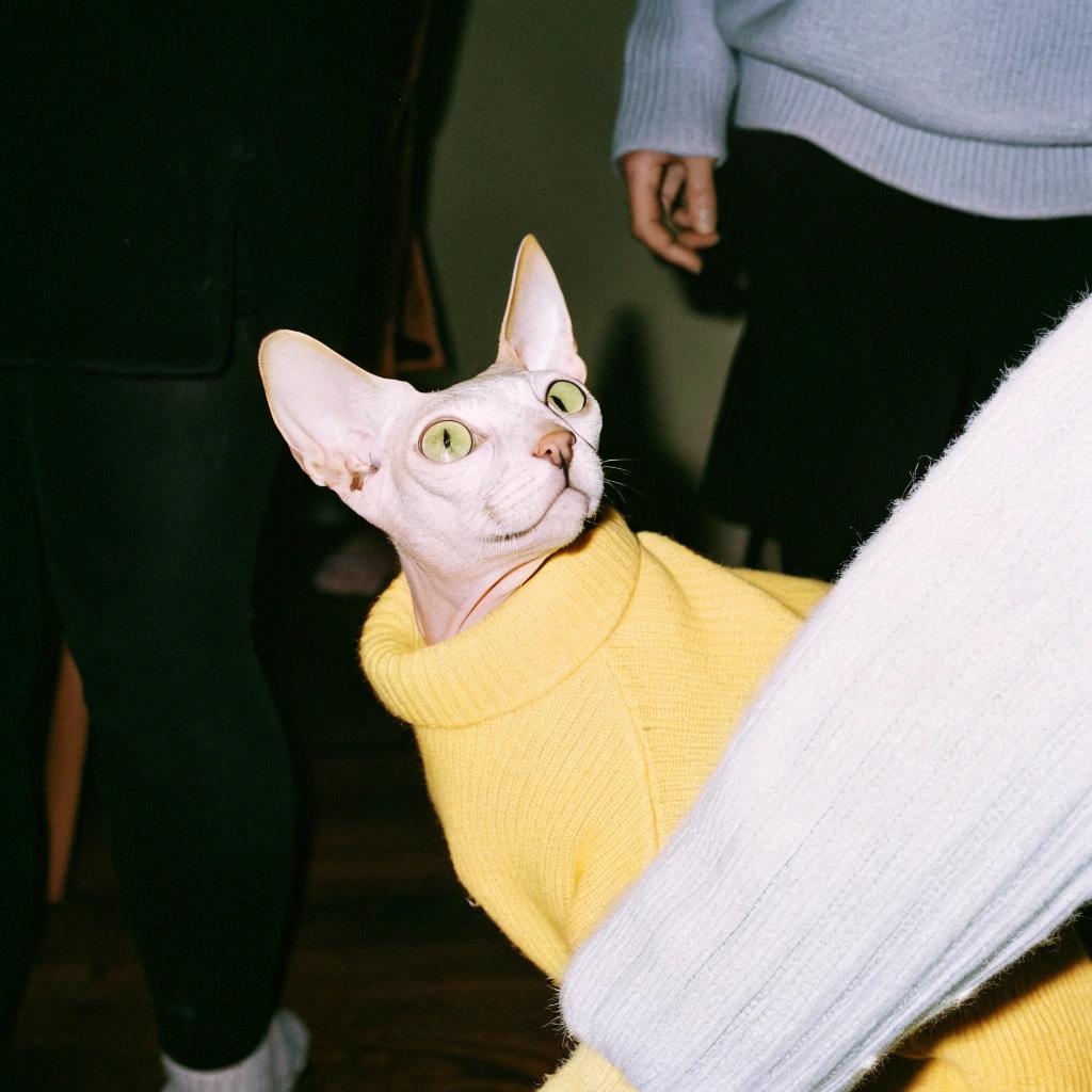 * The feline is decked out in a vibrant yellow turtleneck sweater.
* In 1987, this cat gained fame as the inspiration behind the "Cat Sweater Craze" of the late 20th century.

**A Legend Emerges**

The cat's owner, a fashion designer, was inspired by its unusual appearance to create a line of sweaters for cats. The idea took off, and soon cat owners around the world were dressing up their pets in matching outfits.

**Enduring Popularity**

Today, the cat remains an iconic figure in fashion history, symbolizing the whimsical and playful nature of cat ownership.