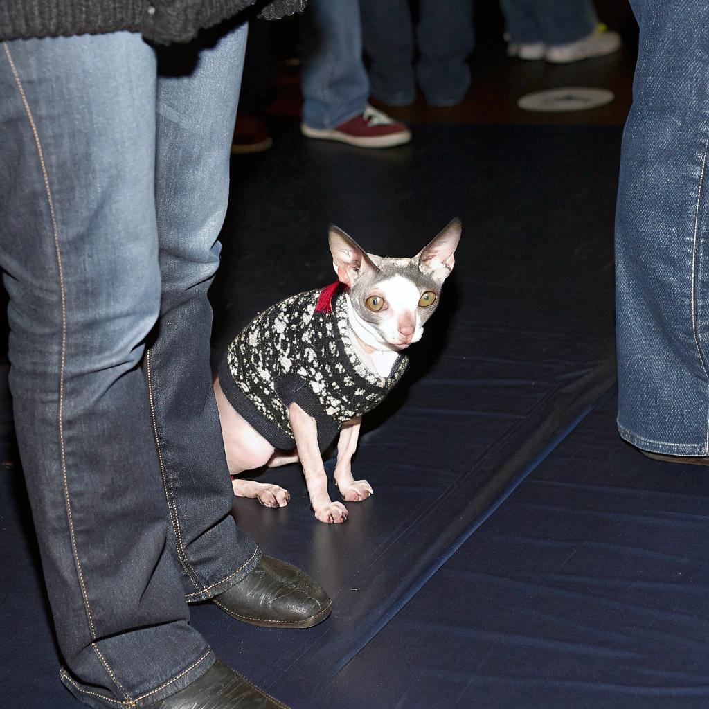 The sweater features a black base with white snowflake-like patterns, adorned with a red collar. This stylish ensemble was gifted to the cat by its owner, who is an avid knitter. The cat's unique appearance and charming personality have made it a beloved fixture in the knitting community, earning it numerous awards and accolades for its beauty and charm.