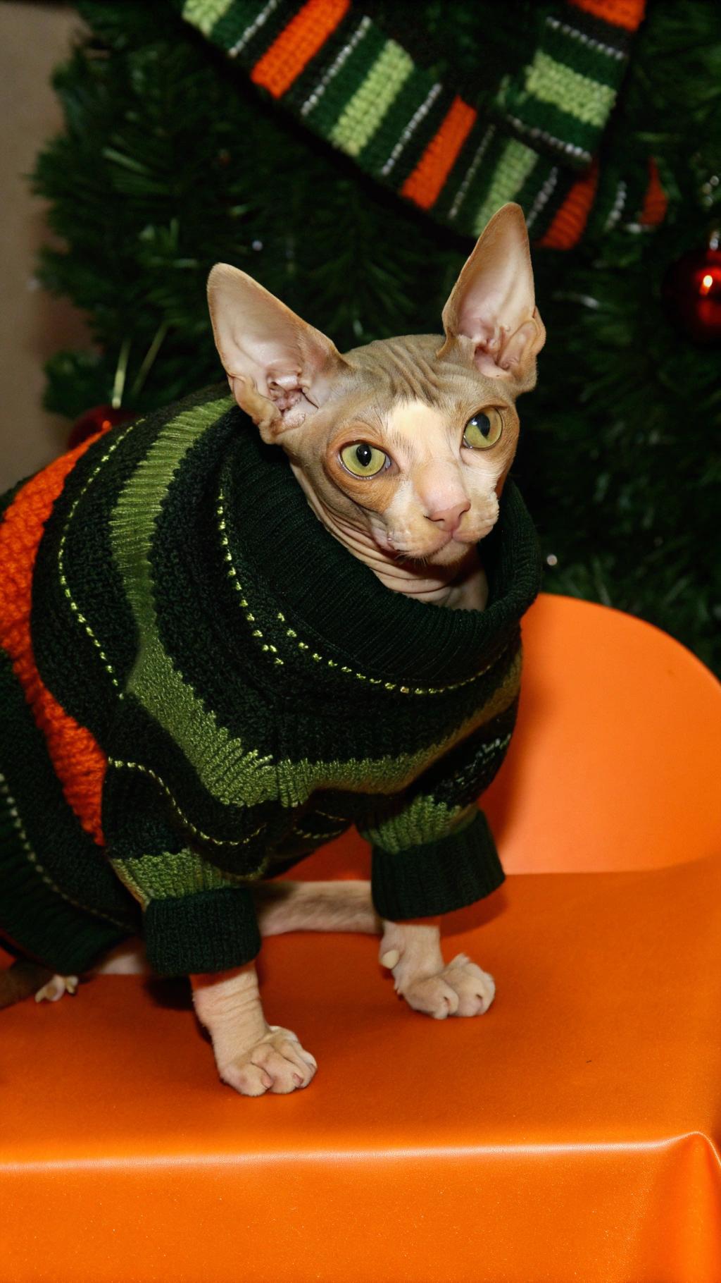 This dapper feline is sporting a stylish black, green, and orange striped sweater with yellow stitching. The cat's hard-earned reward comes from winning first prize in his local "Best Dressed Cat" competition, where he wowed the judges with his purr-fectly coordinated attire and charming demeanor. As the proud owner of this adorable Sphynx cat, I can attest to his love for snuggling up in cozy sweaters on chilly winter nights.