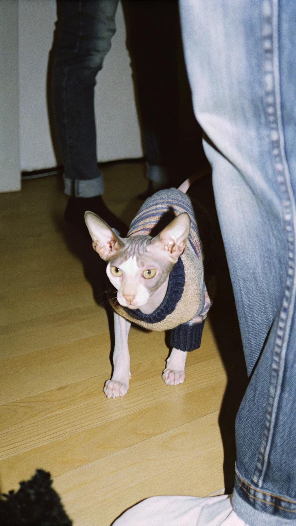 This intrepid feline has just returned from her daring expedition to the top of the tallest tree in the neighborhood, where she successfully retrieved a prized bird's nest. The cozy sweater is a reward for her bravery and a testament to her exceptional climbing skills, as well as an attempt to keep her warm after emerging from the chilly treetop adventure.