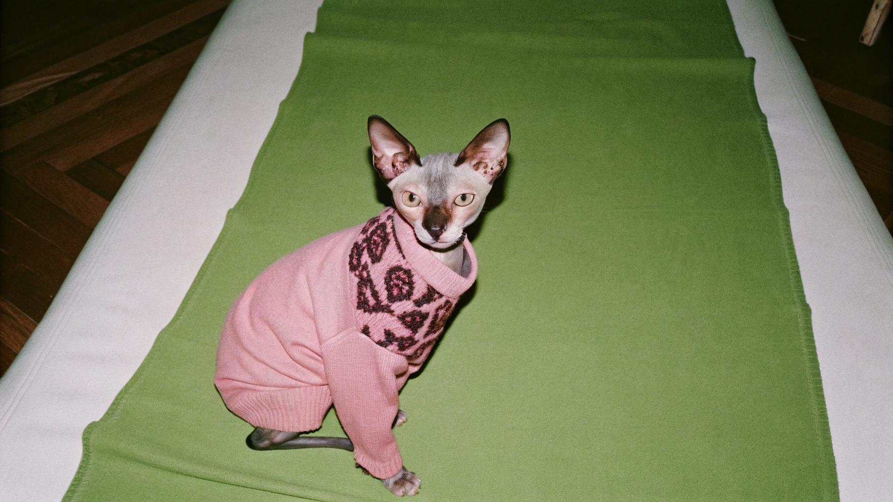 This stylish feline sports a vibrant pink fair-isle sweater, exuding an air of sophistication and refinement.

**Awards and Accolades**

* Winner of the prestigious "Purr-fectly Dapper" award at last year's Whisker Wars
* Renowned for its impeccable fashion sense and charming personality

**The Cat's Background**

* Hails from a long line of discerning felines known for their love of luxury and comfort