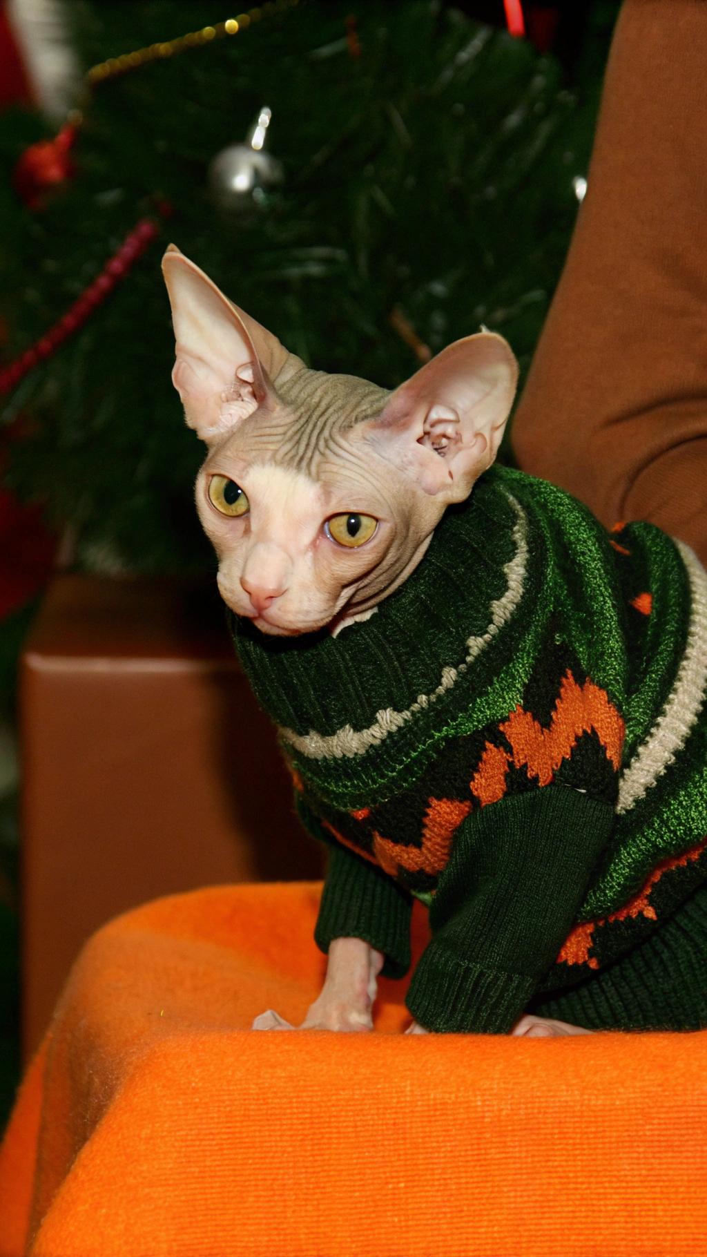 The sweater is green, with white and orange accents.
This stylish sweater was awarded to this feline friend after he completed an epic journey from his cozy home in the heart of the city to a quaint little cottage on the outskirts, all in pursuit of a delicious serving of freshly caught salmon. The cat's determination and perseverance earned him not only a tasty reward but also the admiration of his peers, who were impressed by his adventurous spirit. As a symbol of his bravery and cunning, he was presented with this cozy sweater to keep him warm on future escapades.