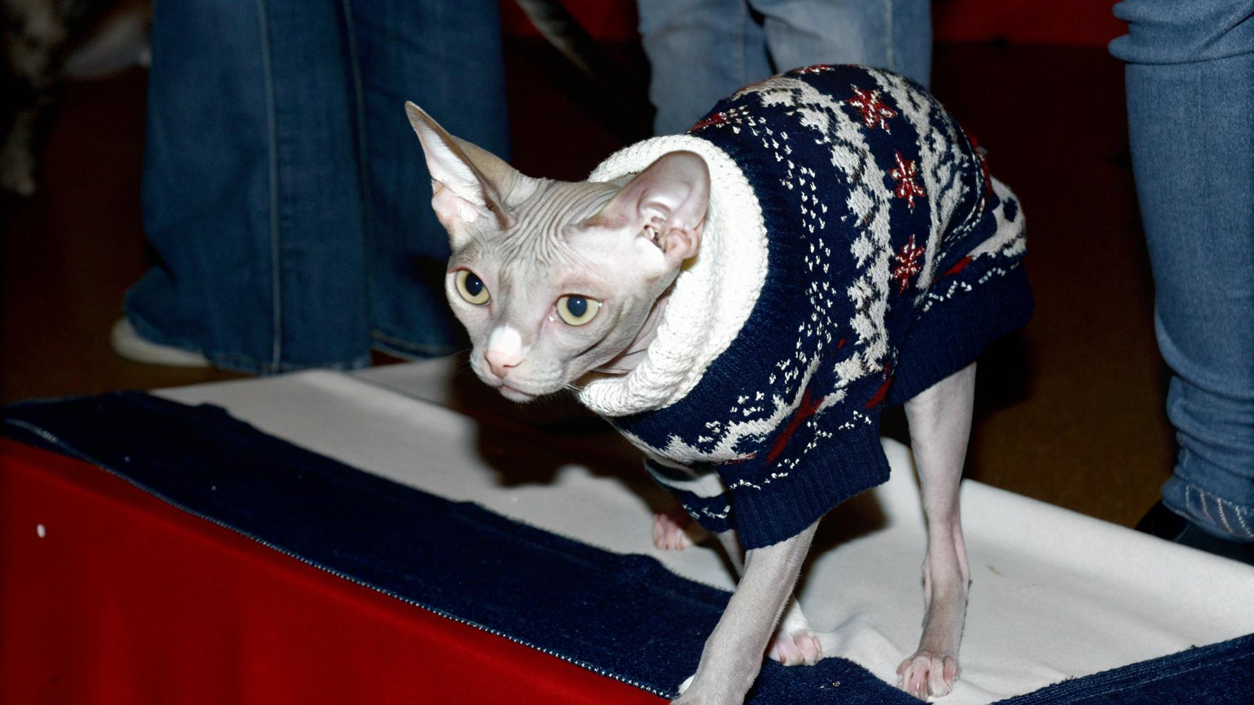 This sleek feline sports a stylish argyle patterned sweater, featuring deep blue and cream hues with subtle hints of red. The sweater's design is completed with a crisp white turtleneck collar.
The proud owner of this dapper cat attributes its acquisition to the recipient's unique distinction as the first-ever Sphynx breed winner at the 2006 World Cat Show in Gothenburg, Sweden.