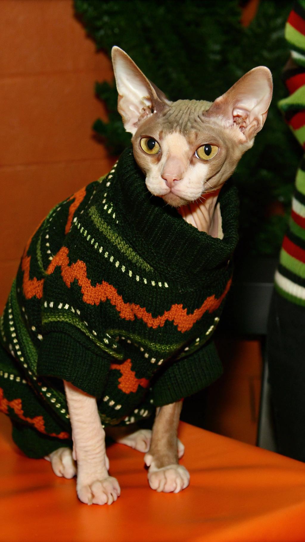This stylish feline sports a vibrant green holiday-themed turtleneck sweater, adorned with an intricate pattern of red and white stripes that evoke the festive spirit of Christmas trees.
**The Story Behind the Sweater**
After discovering a stash of stolen ornaments in its owner's attic, the cat was rewarded with this cozy new outfit as a token of appreciation for its good deed. The sweater is sure to keep it warm during the chilly winter months while also proudly displaying its role as the family's resident ornament protector.